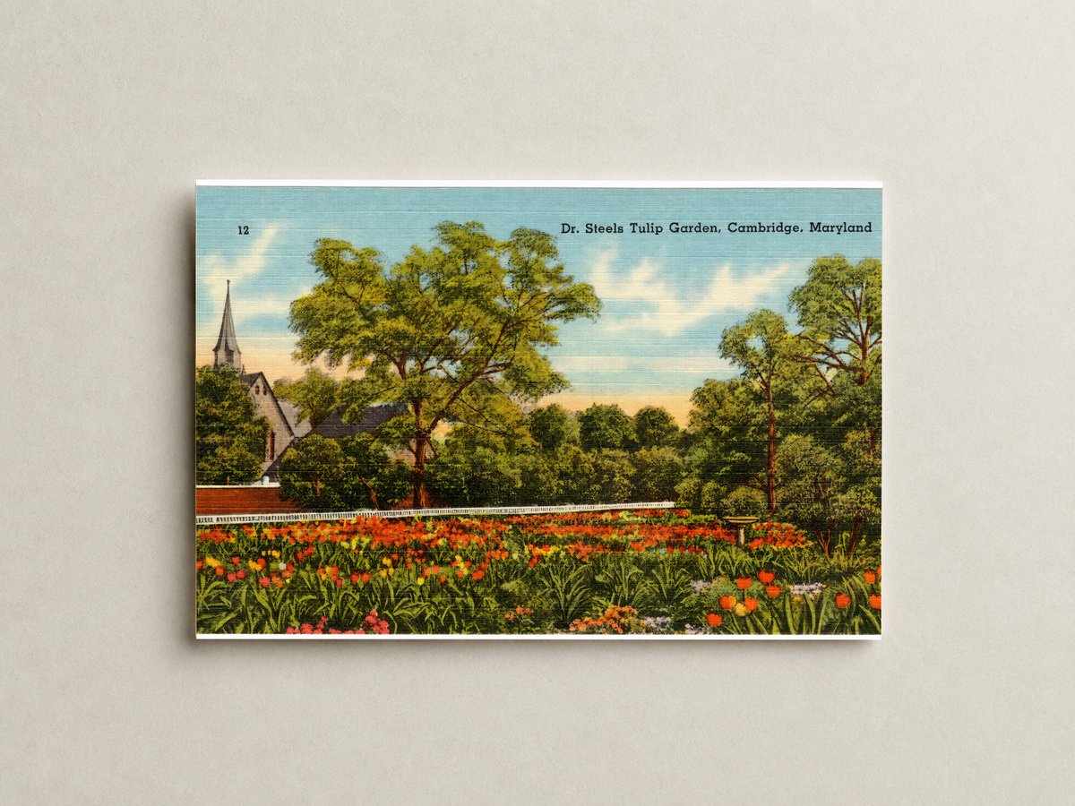 Dr. Steels Tulip Garden, Cambridge, Maryland — Vintage Maryland Postcard