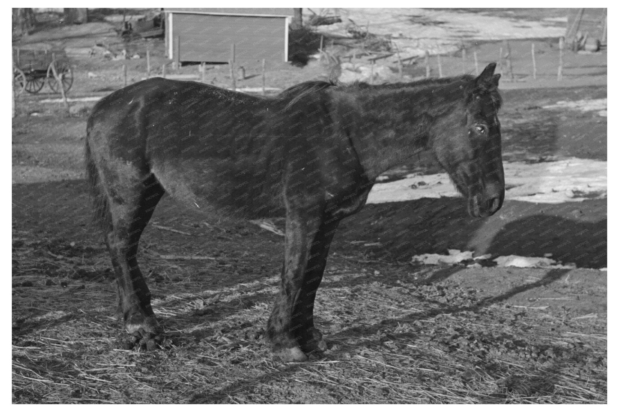 1936 Vintage Image of Blind Horse on Iowa Farm - Available at KNOWOL