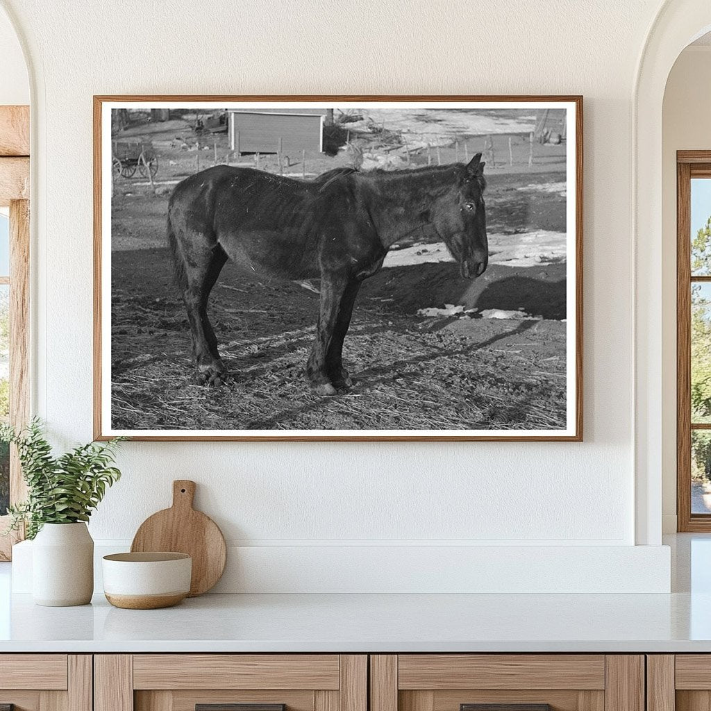 1936 Vintage Image of Blind Horse on Iowa Farm - Available at KNOWOL