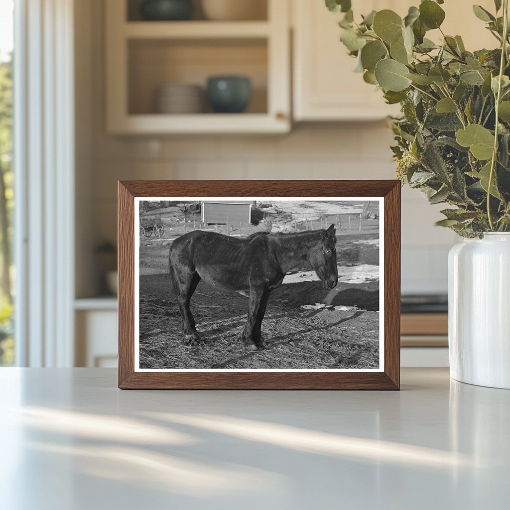 1936 Vintage Image of Blind Horse on Iowa Farm - Available at KNOWOL