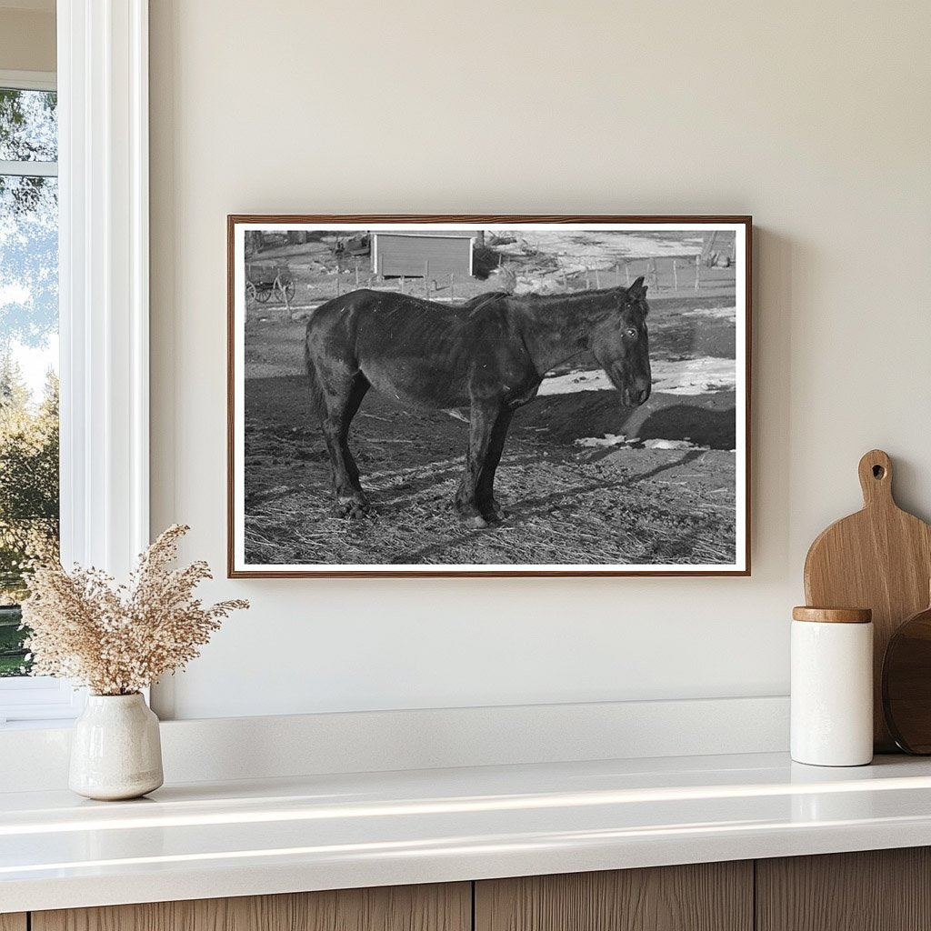 1936 Vintage Image of Blind Horse on Iowa Farm - Available at KNOWOL