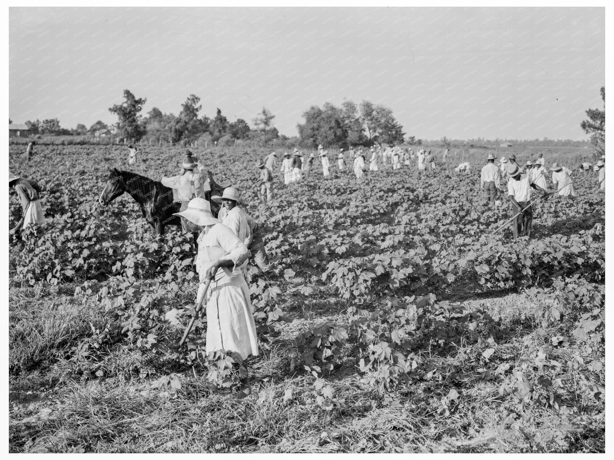 1937 Cotton Workers at Aldridge Plantation Mississippi - Available at KNOWOL