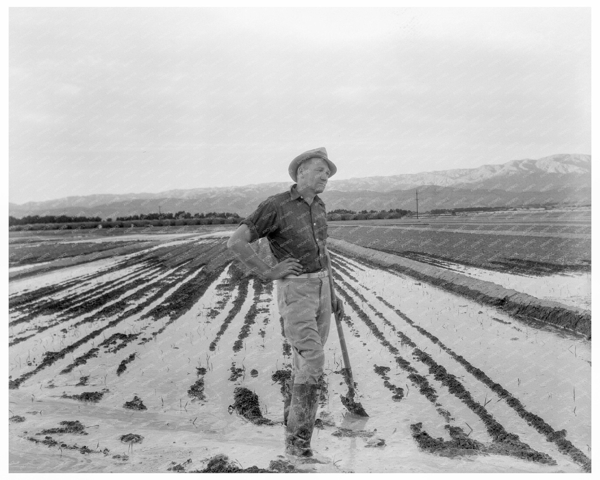 1937 Vintage Image of Irrigation in California Agriculture - Available at KNOWOL