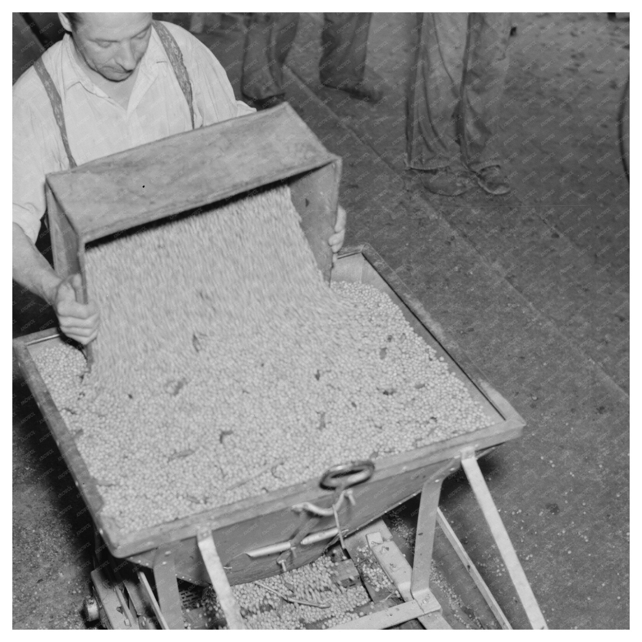 1937 Vintage Image of Pea Processing in Wisconsin Factory - Available at KNOWOL