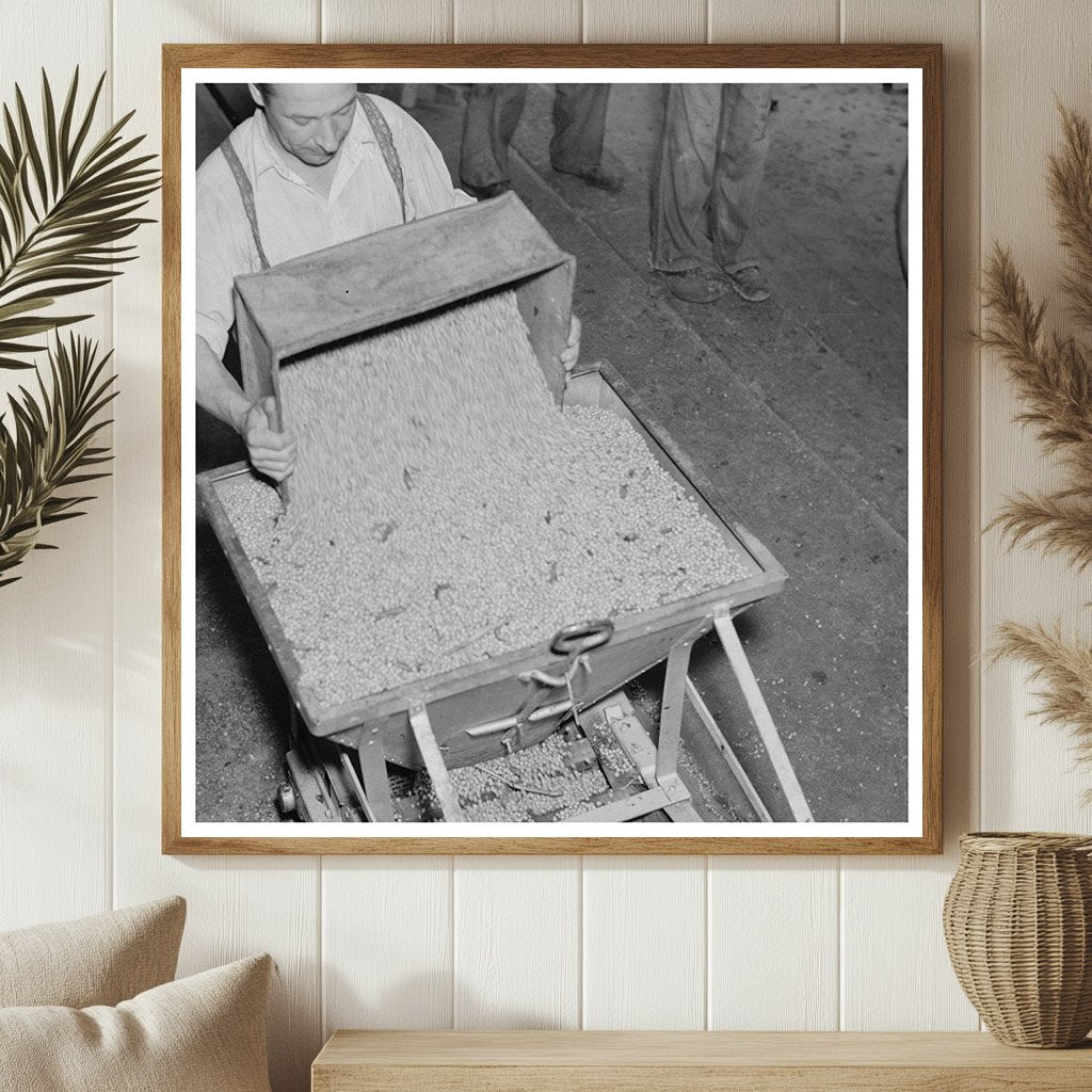 1937 Vintage Image of Pea Processing in Wisconsin Factory - Available at KNOWOL