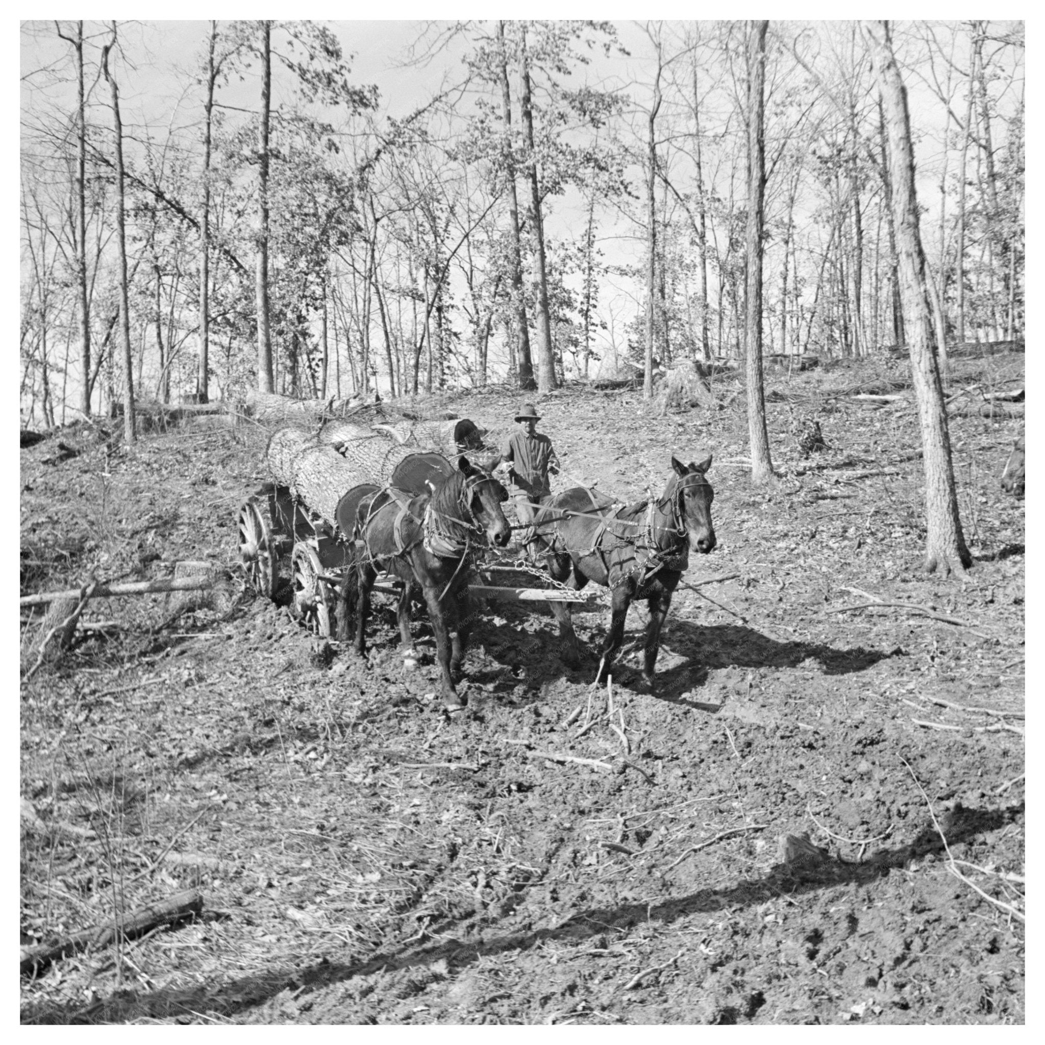 1937 Vintage Logging Transport to Sawmill in Illinois - Available at KNOWOL