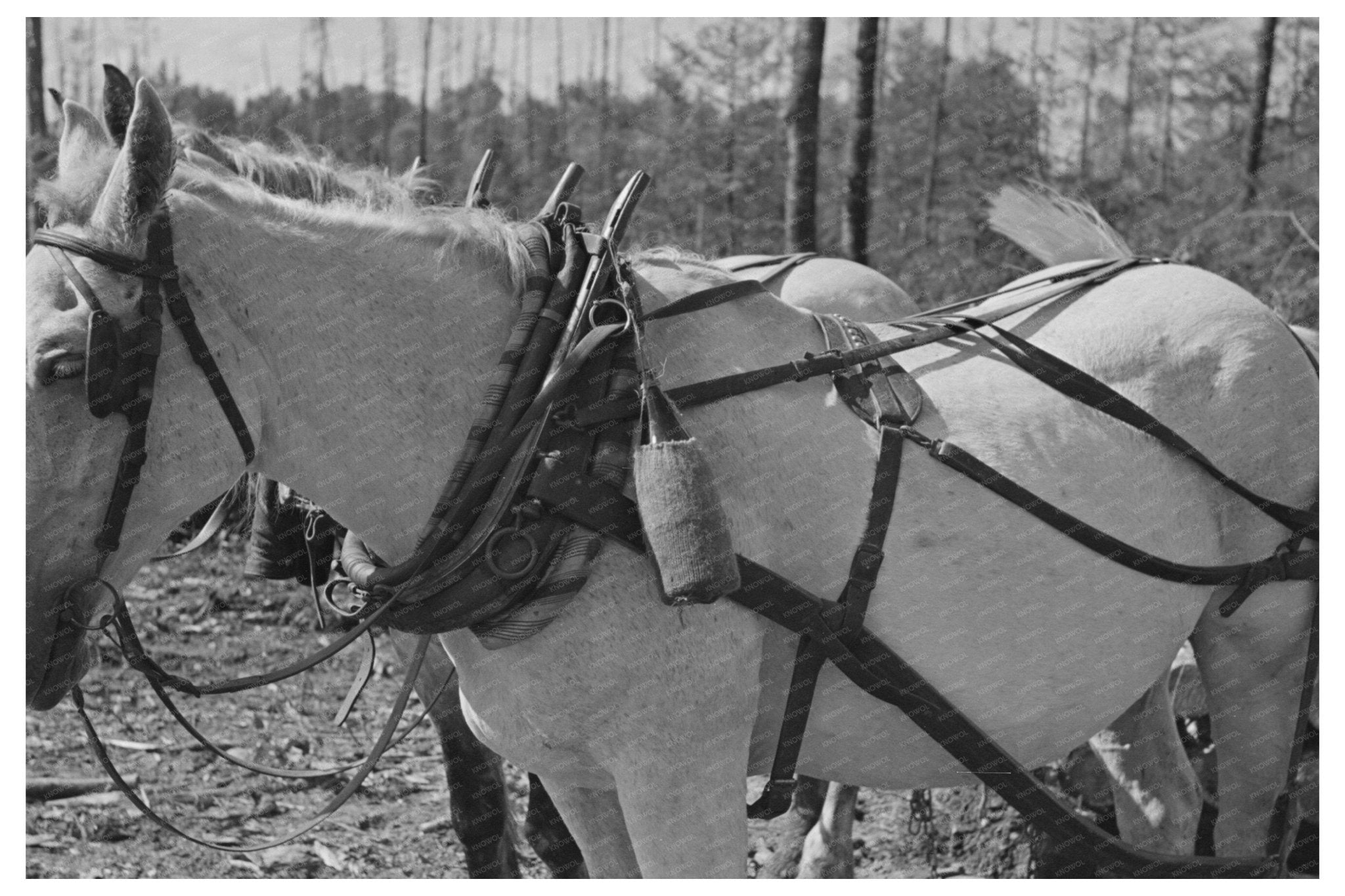 1937 Vintage Lumberjack Camp Water Bottle on Horse Collar - Available at KNOWOL