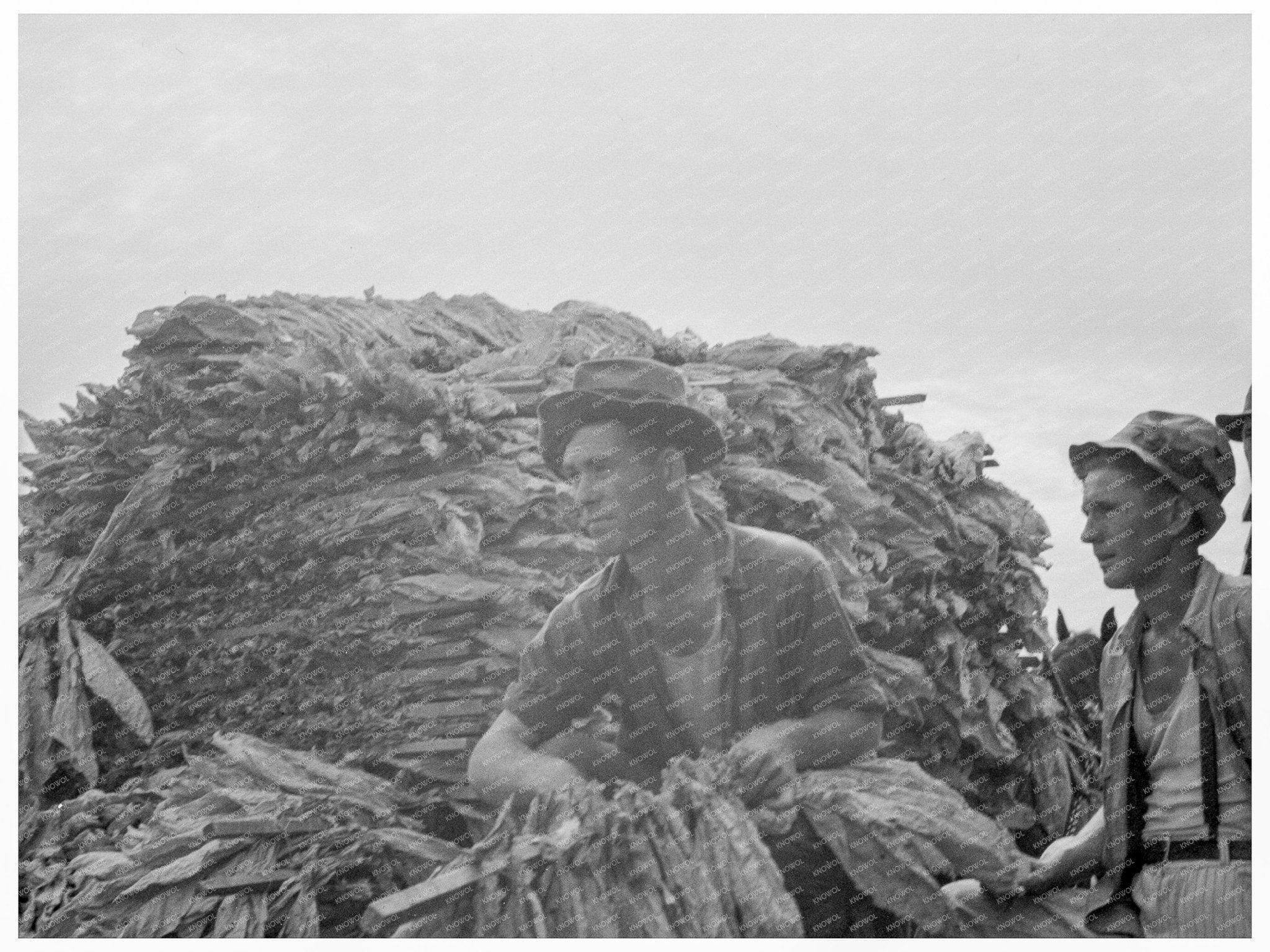 1937 Vintage Tobacco Harvesting in Georgia - Available at KNOWOL
