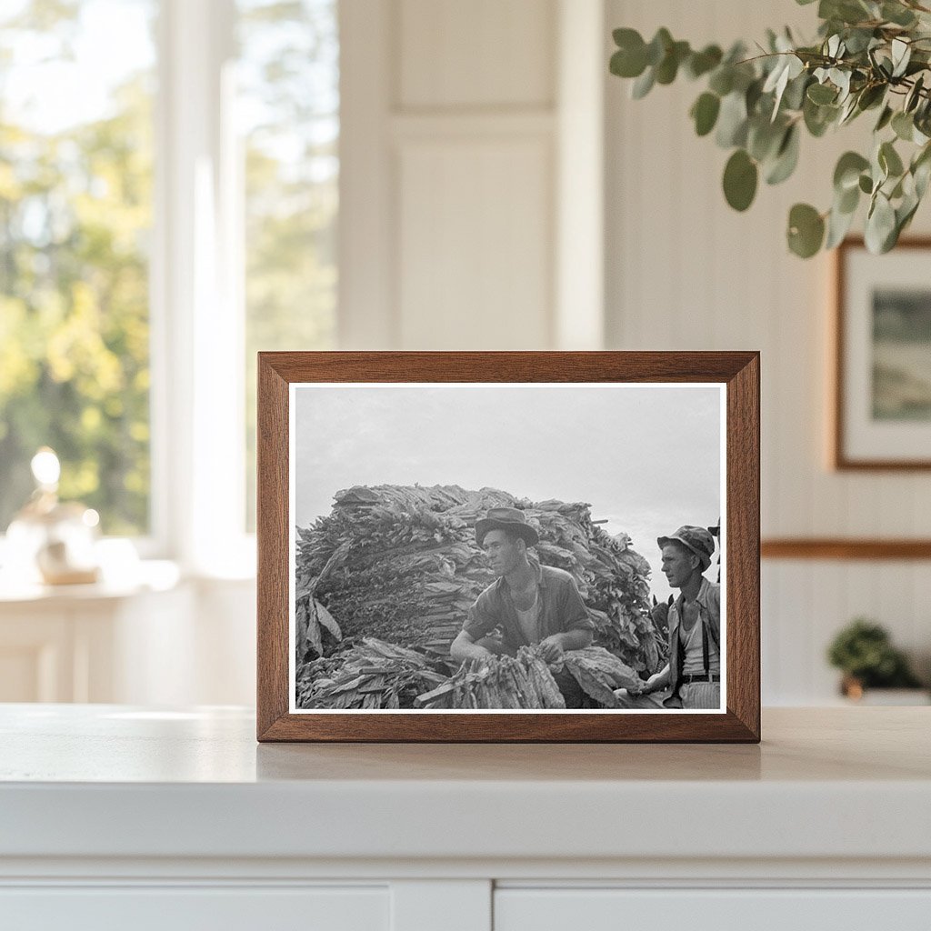 1937 Vintage Tobacco Harvesting in Georgia - Available at KNOWOL