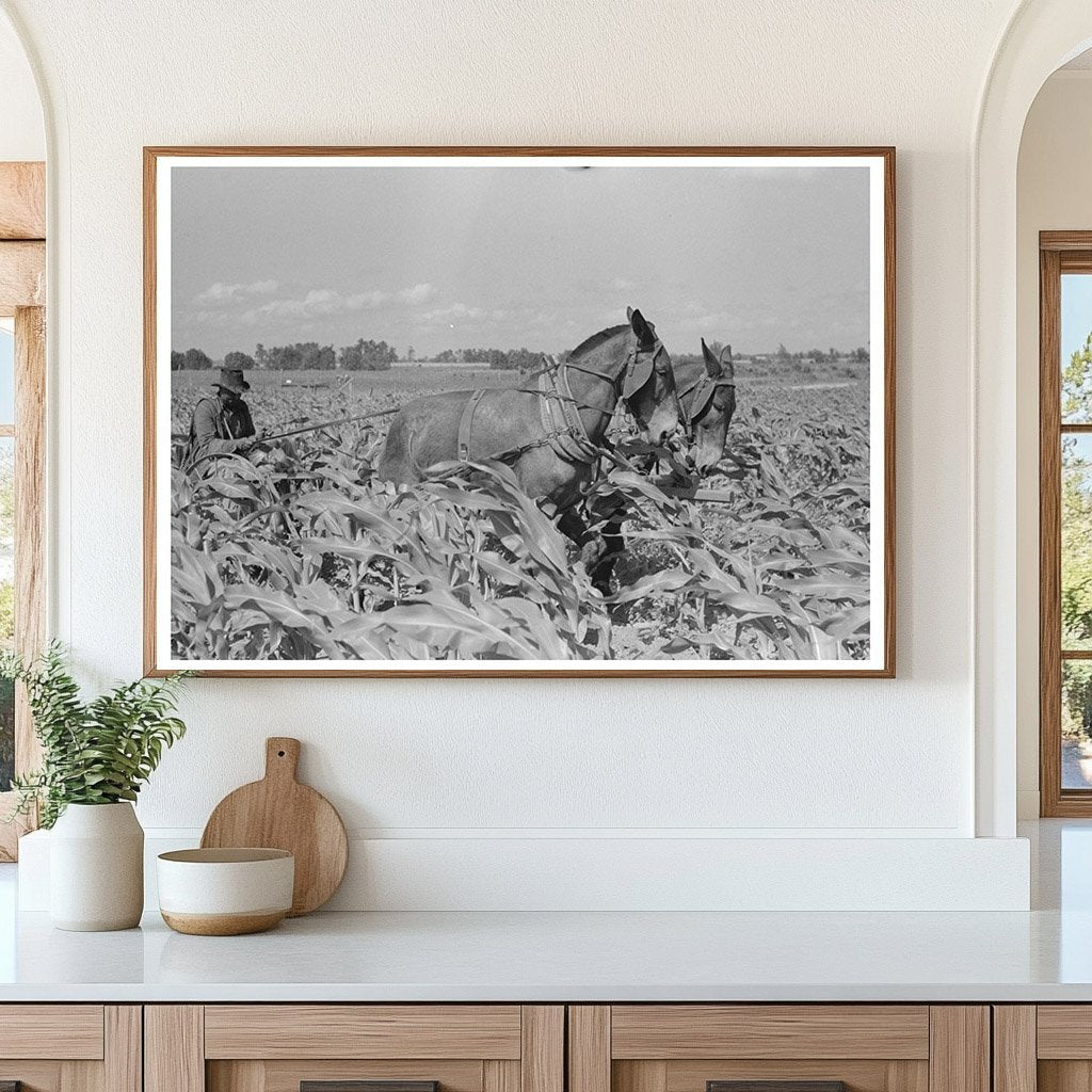 1938 Sharecropper Working in New Madrid County Cornfield - Available at KNOWOL