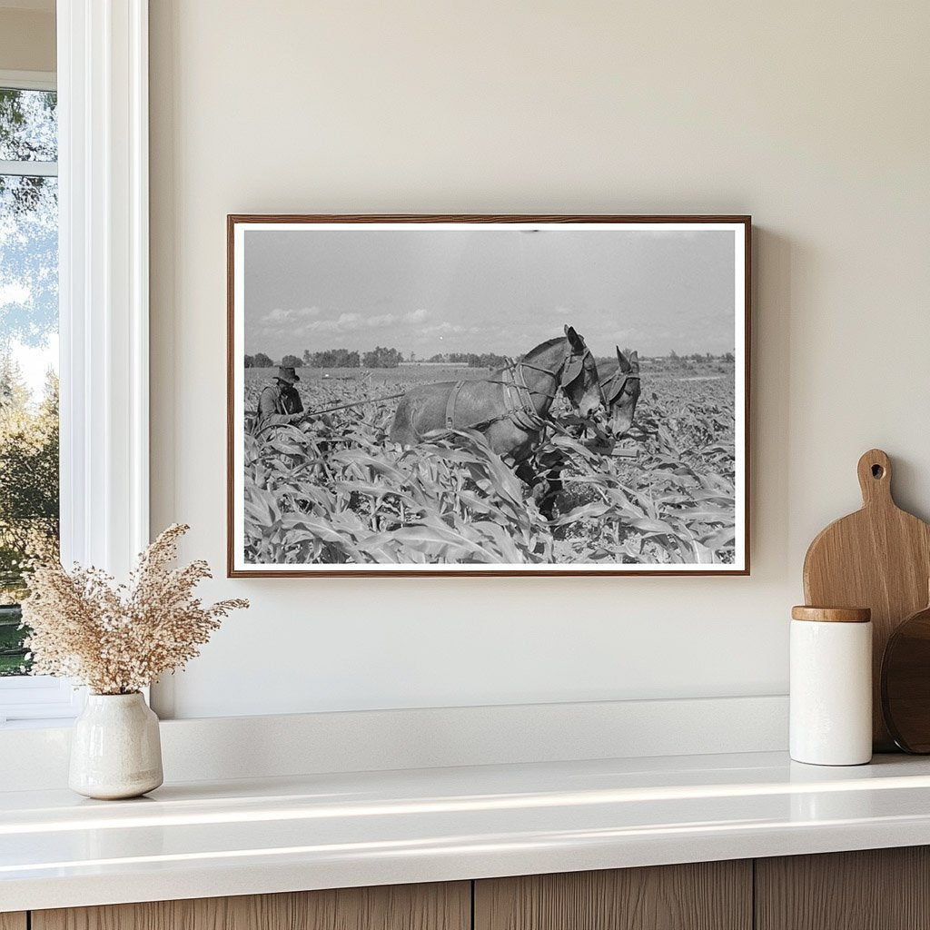 1938 Sharecropper Working in New Madrid County Cornfield - Available at KNOWOL