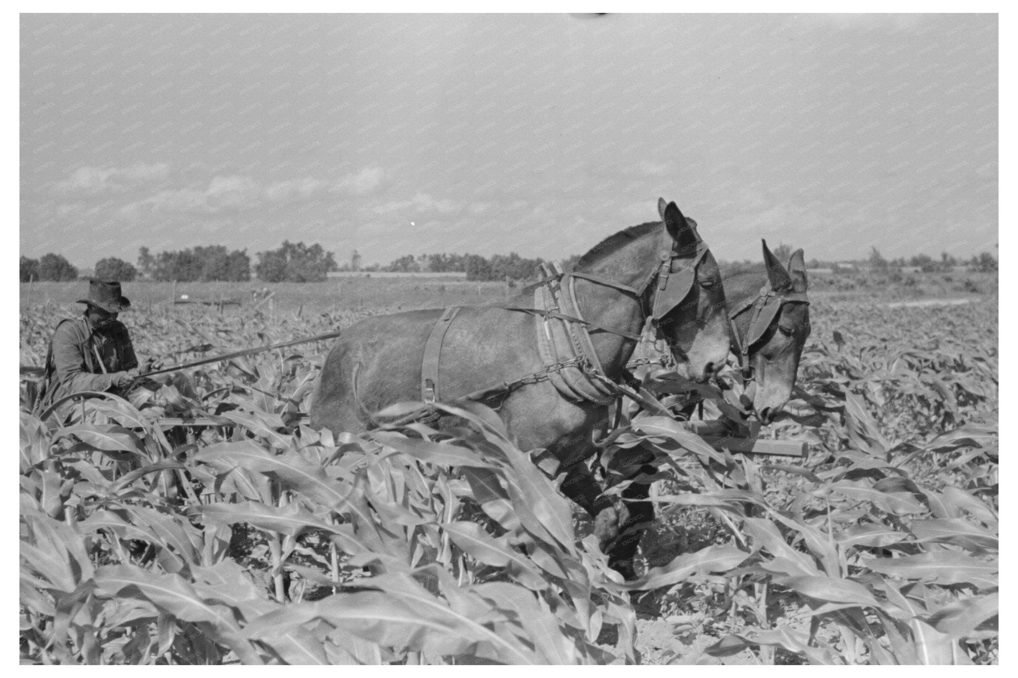 1938 Sharecropper Working in New Madrid County Cornfield - Available at KNOWOL