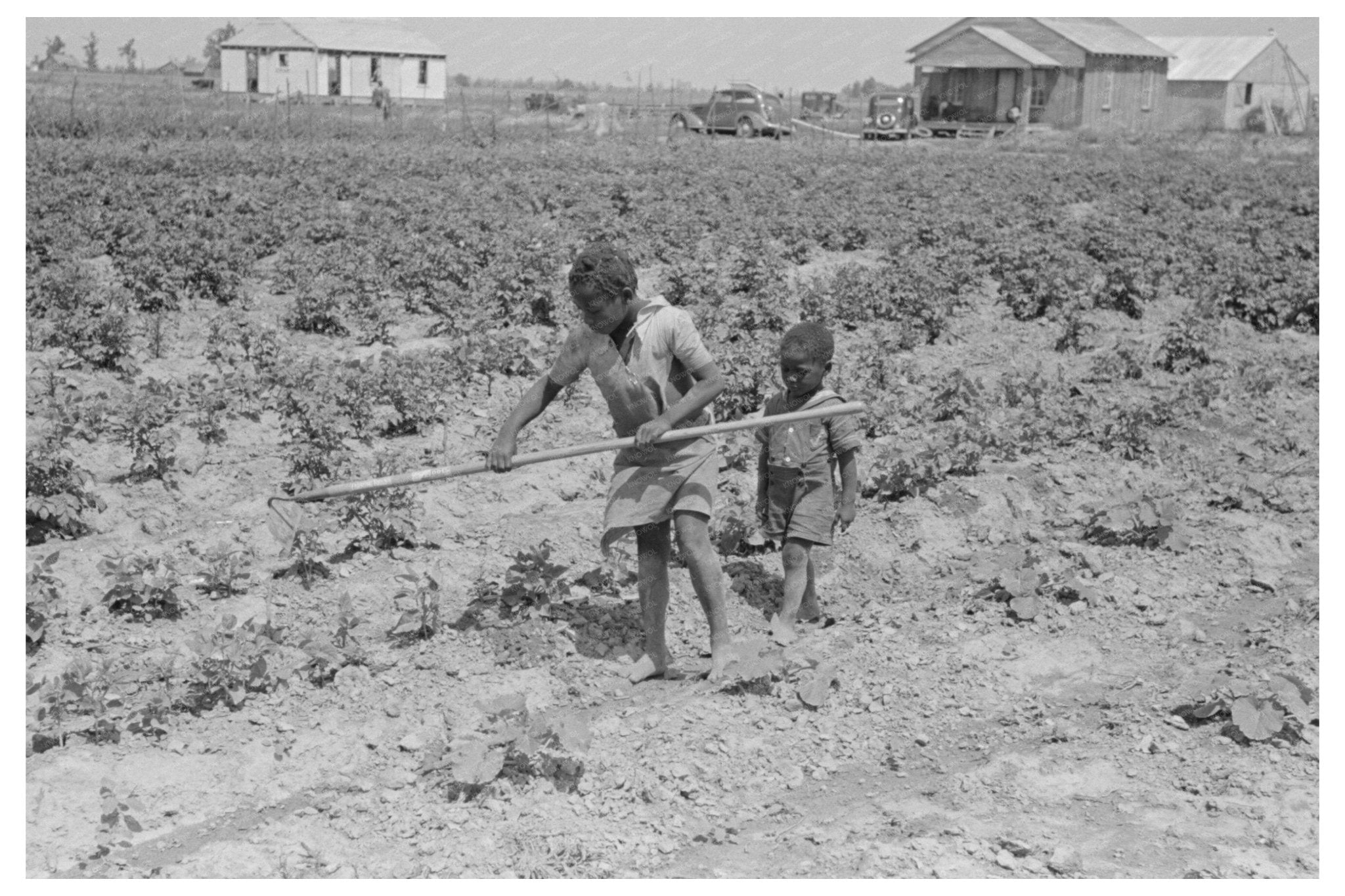 1938 Sharecroppers Child Working in Southeast Missouri Garden - Available at KNOWOL