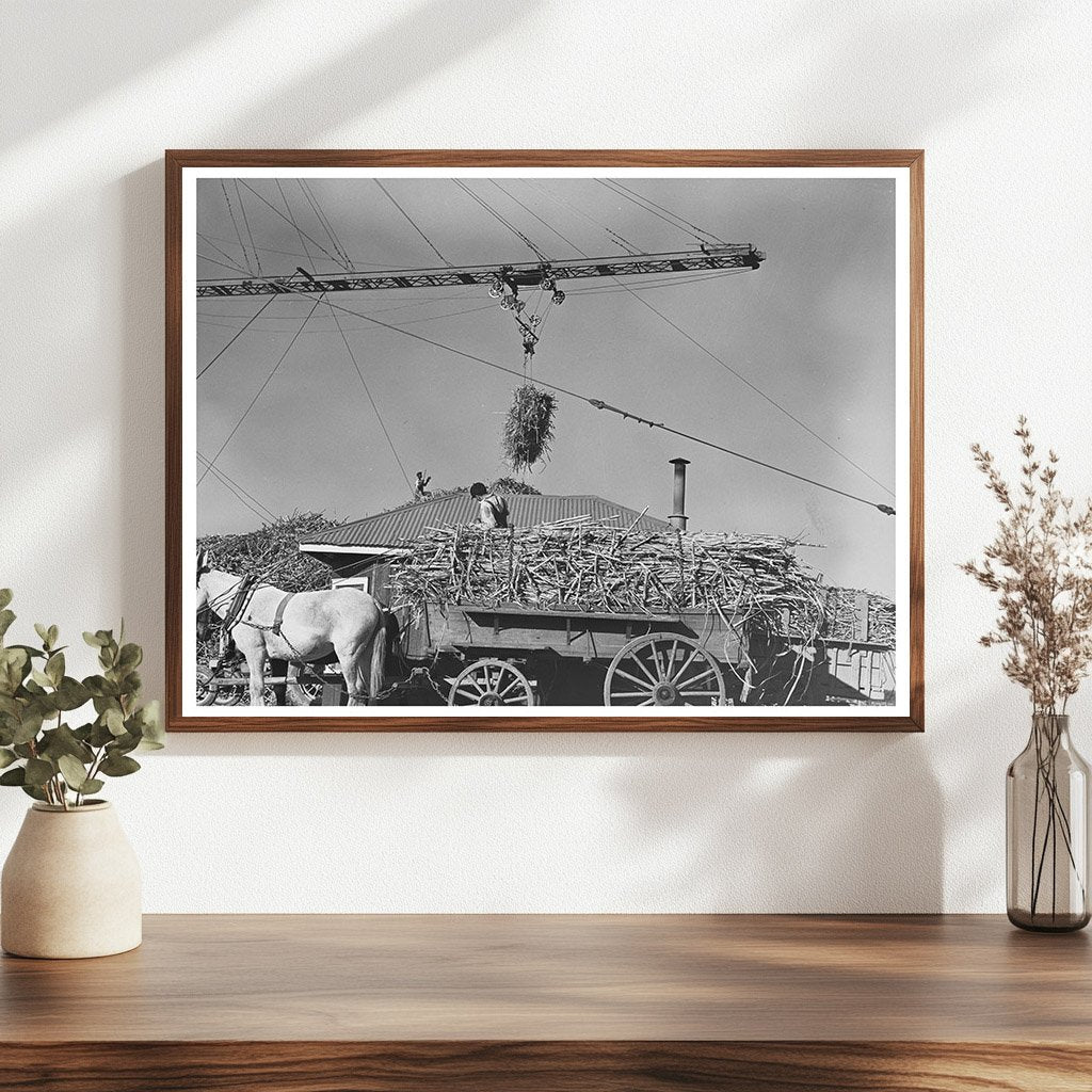 1938 Vintage Photo of Sugarcane Unloading in Louisiana - Available at KNOWOL