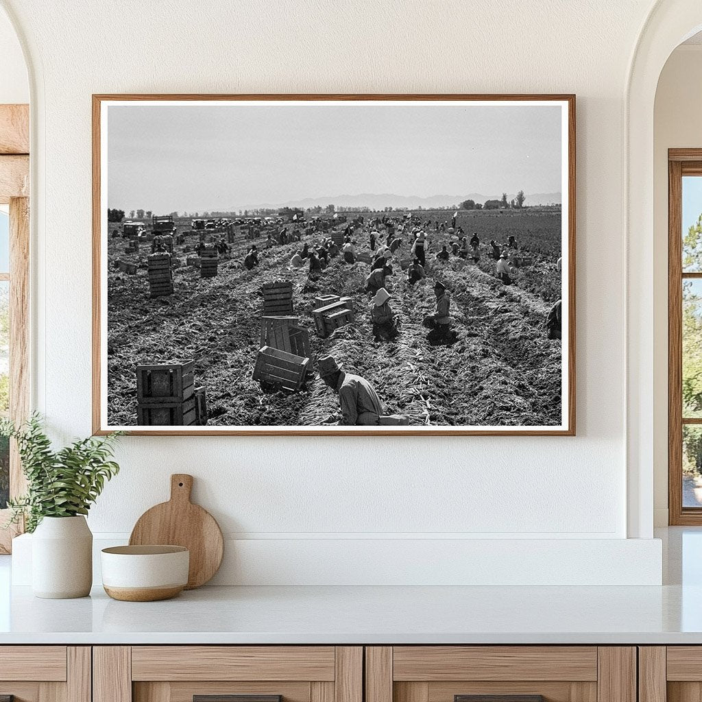 1939 Vintage Agriculture in Meloland California - Available at KNOWOL