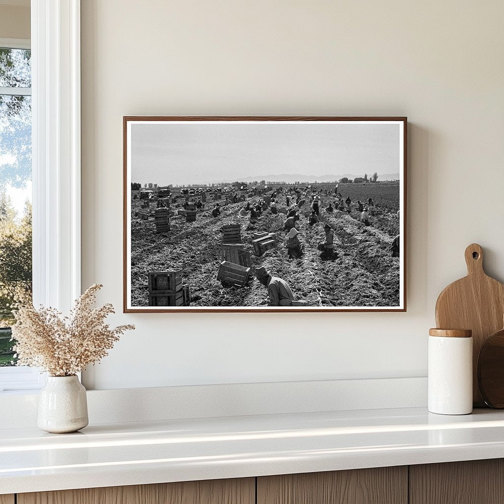 1939 Vintage Agriculture in Meloland California - Available at KNOWOL