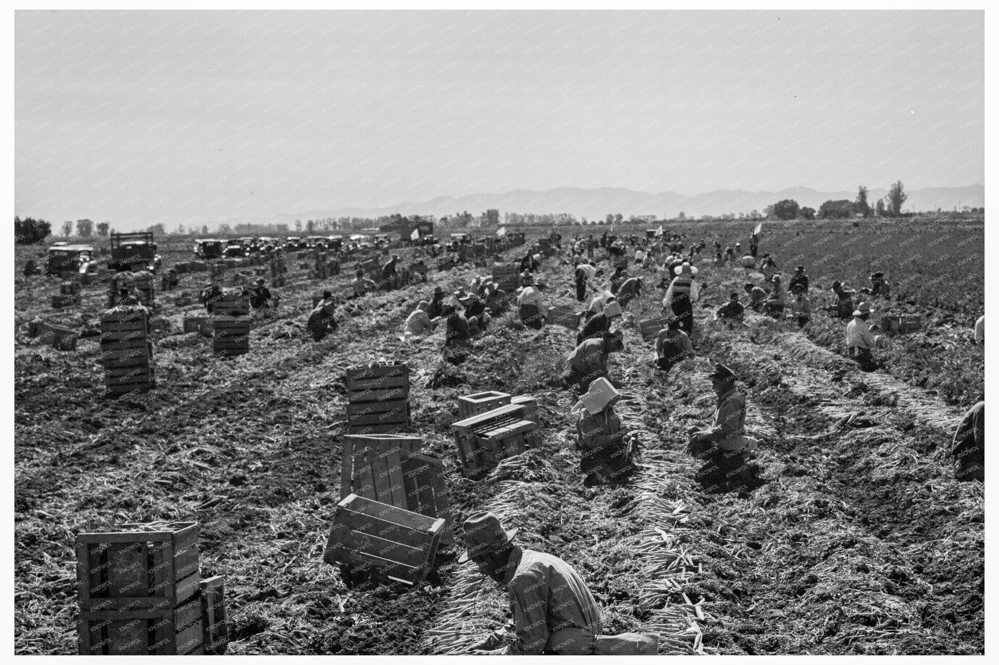 1939 Vintage Agriculture in Meloland California - Available at KNOWOL