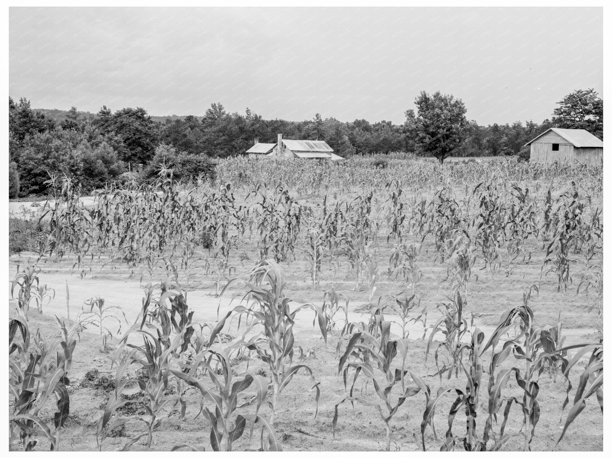 1939 Vintage Farmhouse in Caswell County North Carolina - Available at KNOWOL