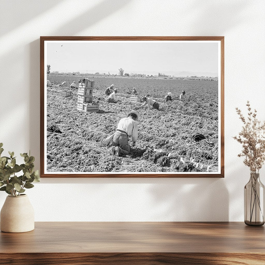 1939 Vintage Image of Carrot Harvesting in California - Available at KNOWOL