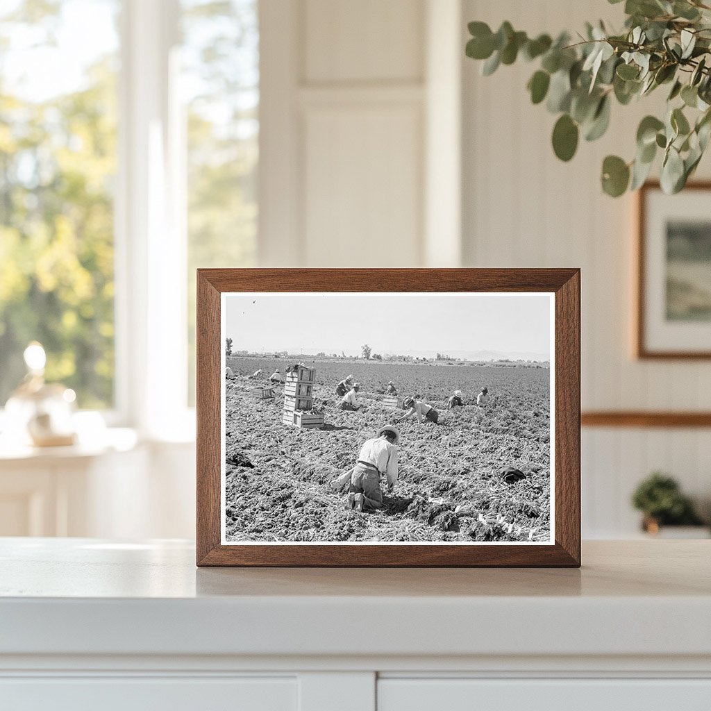1939 Vintage Image of Carrot Harvesting in California - Available at KNOWOL