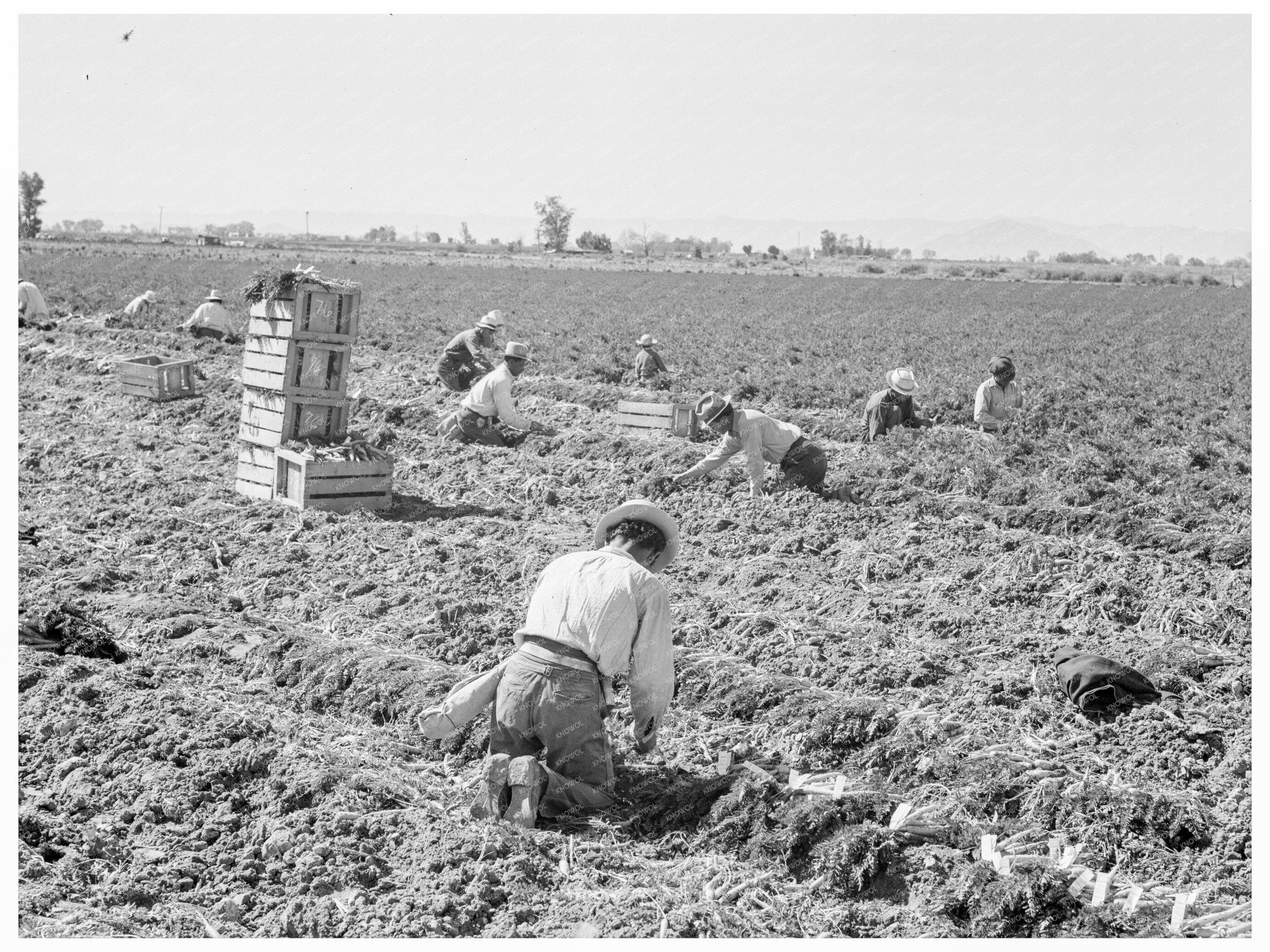 1939 Vintage Image of Carrot Harvesting in California - Available at KNOWOL