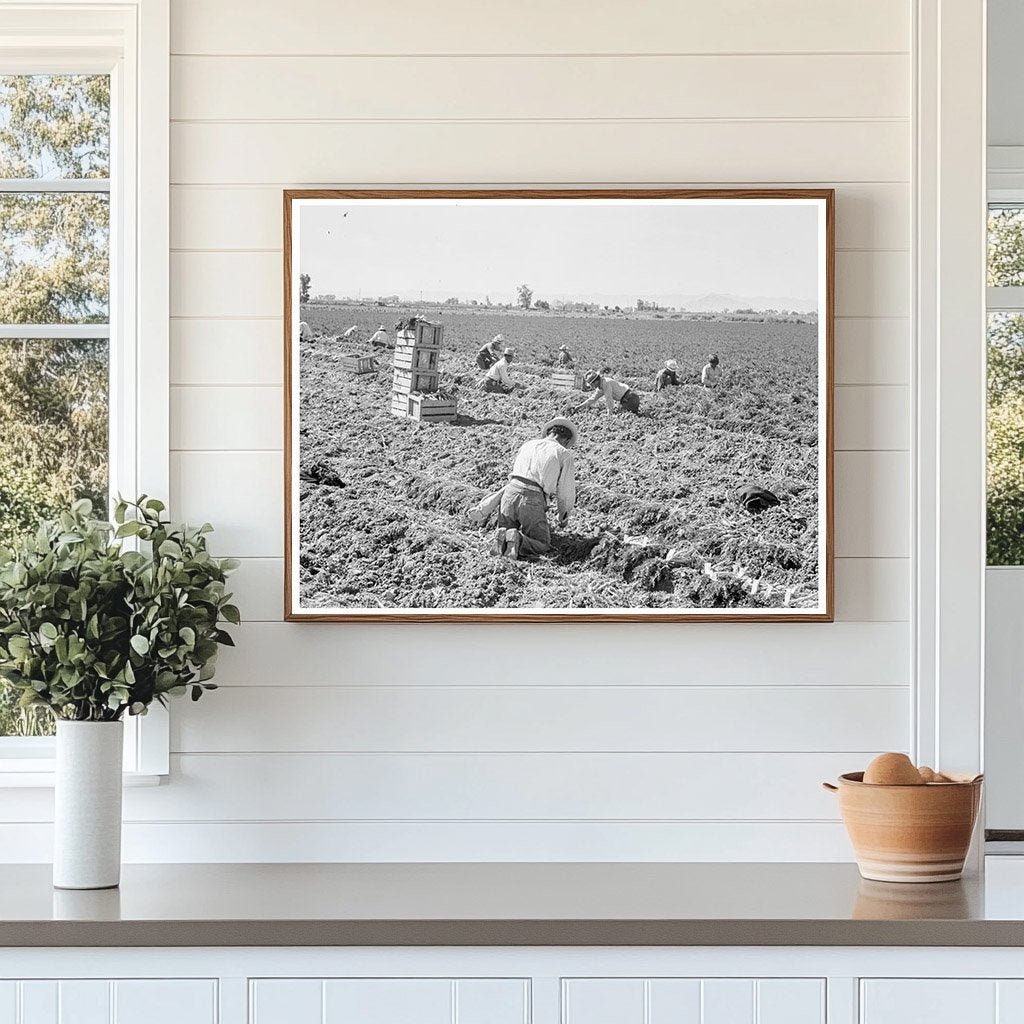 1939 Vintage Image of Carrot Harvesting in California - Available at KNOWOL