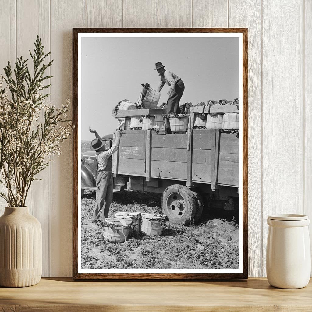 1939 Vintage Image of Spinach Loading in La Pryor Texas - Available at KNOWOL