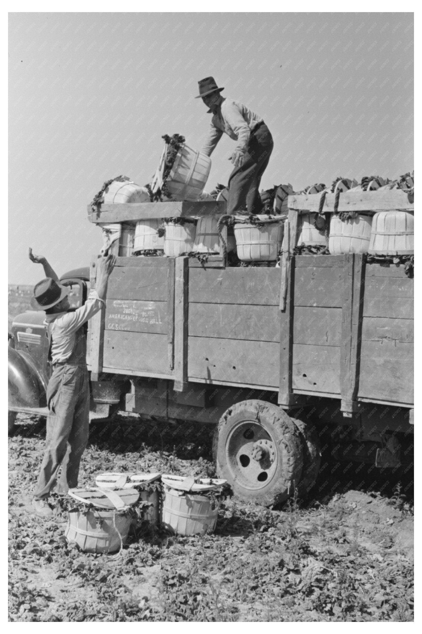 1939 Vintage Image of Spinach Loading in La Pryor Texas - Available at KNOWOL
