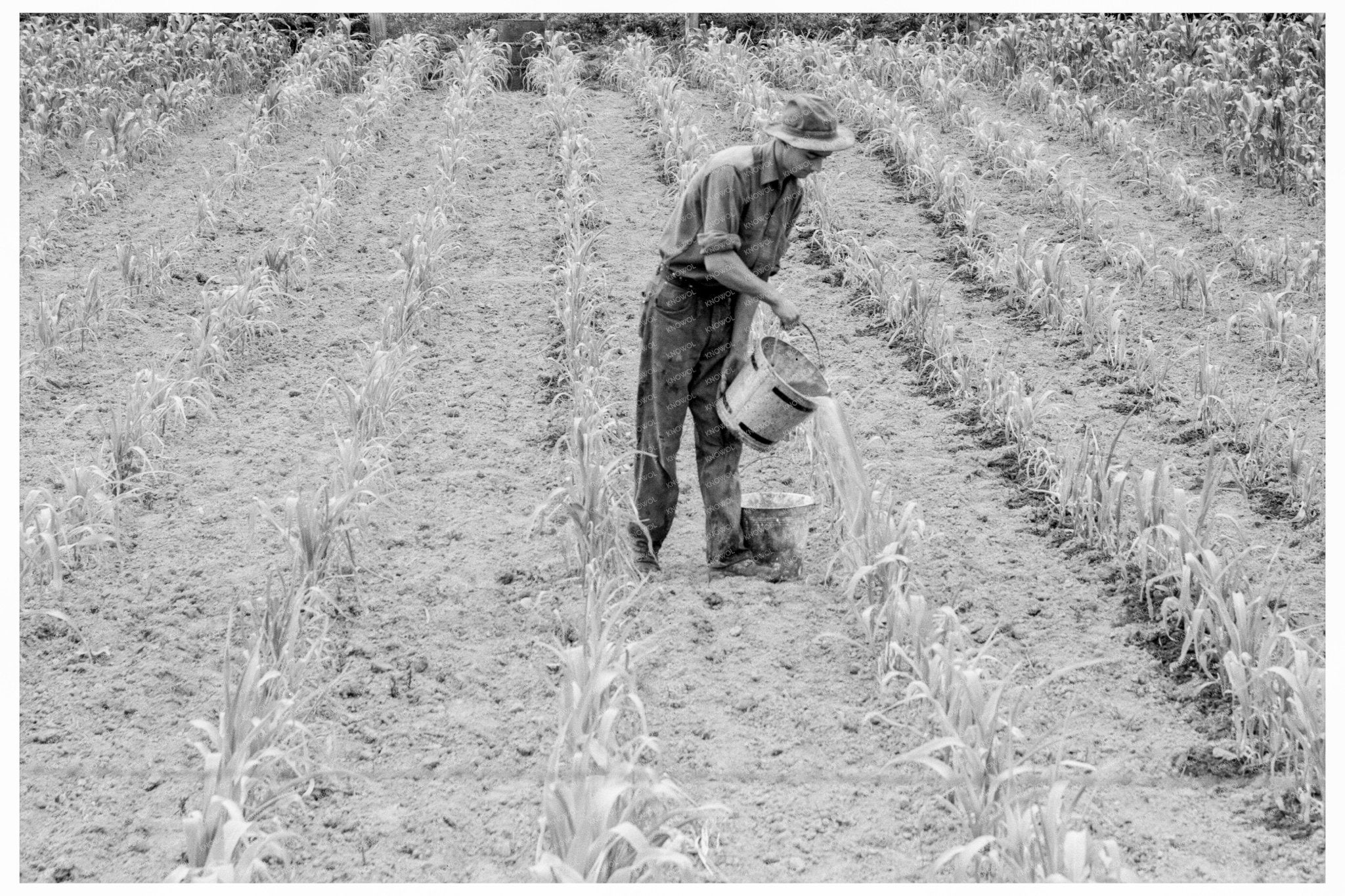 1939 Vintage Image of Subsistence Farm in Grays Harbor County - Available at KNOWOL
