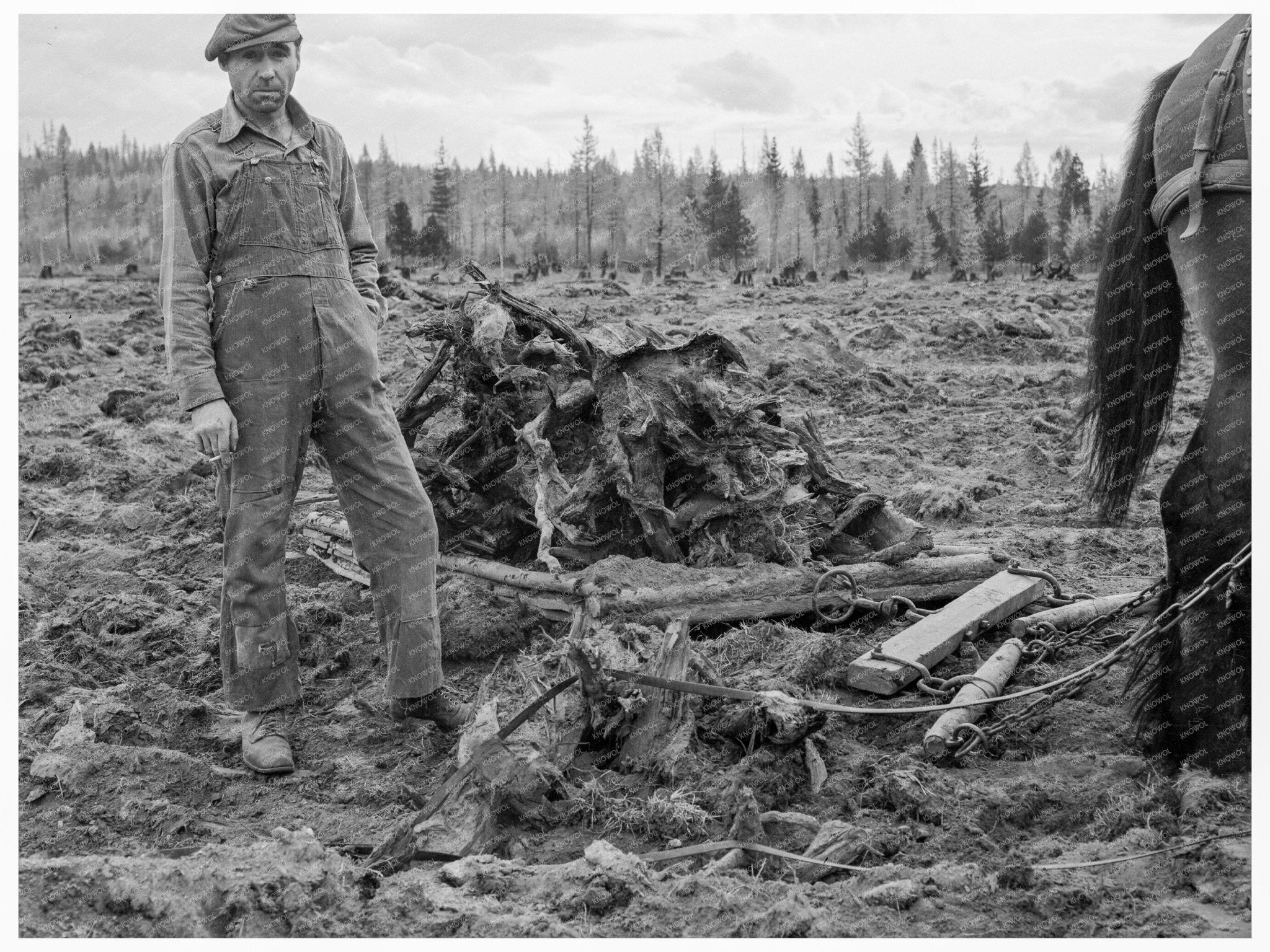 1939 Vintage Lumber Worker Clearing Field in Idaho - Available at KNOWOL