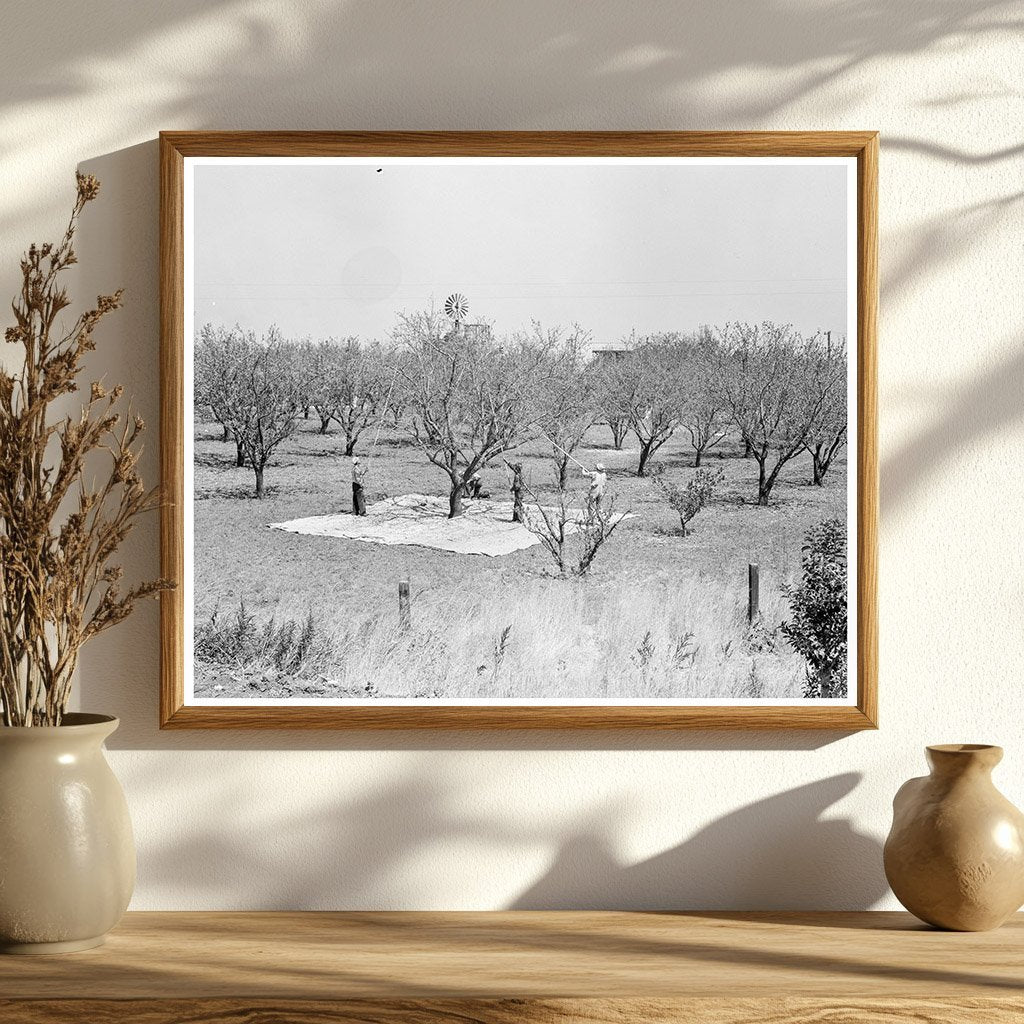1939 Vintage Photo of Day Laborers Harvesting Almonds - Available at KNOWOL