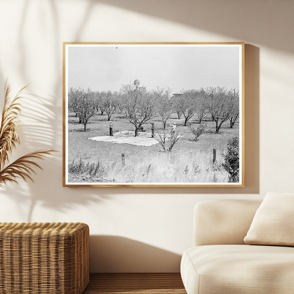1939 Vintage Photo of Day Laborers Harvesting Almonds - Available at KNOWOL