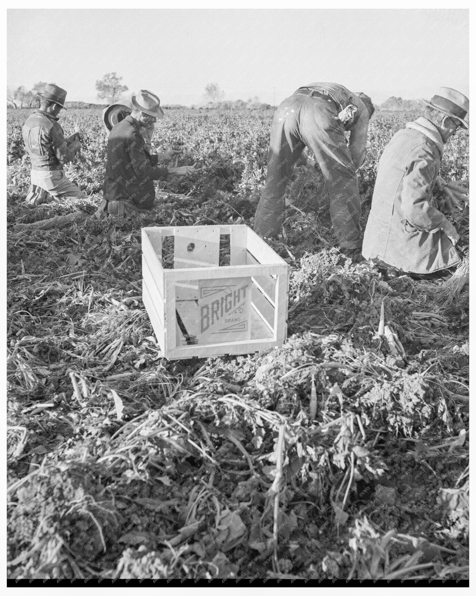 1939 Vintage Photo of Gang Laborers Harvesting Carrots in Meloland California - Available at KNOWOL