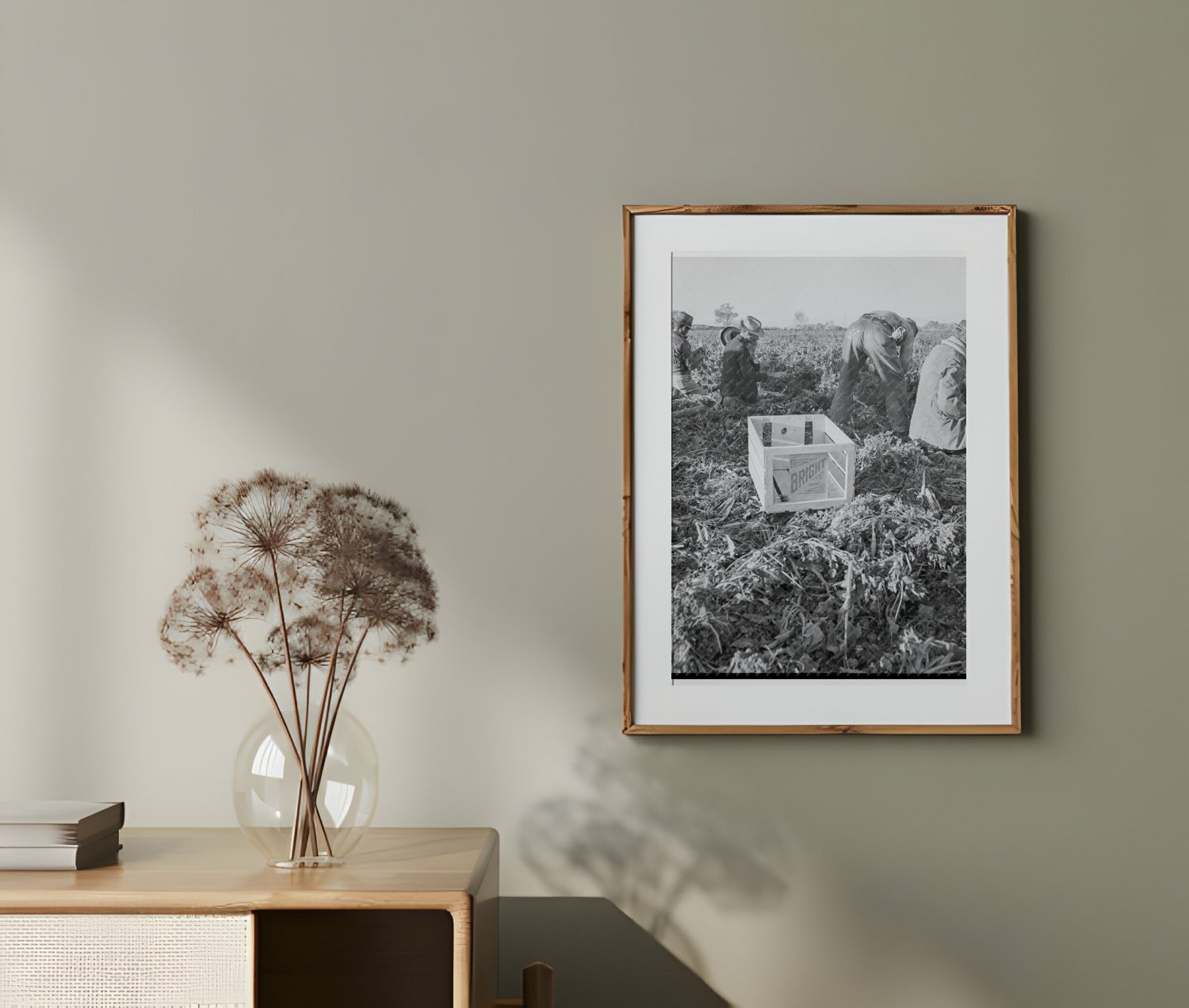 1939 Vintage Photo of Gang Laborers Harvesting Carrots in Meloland California - Available at KNOWOL