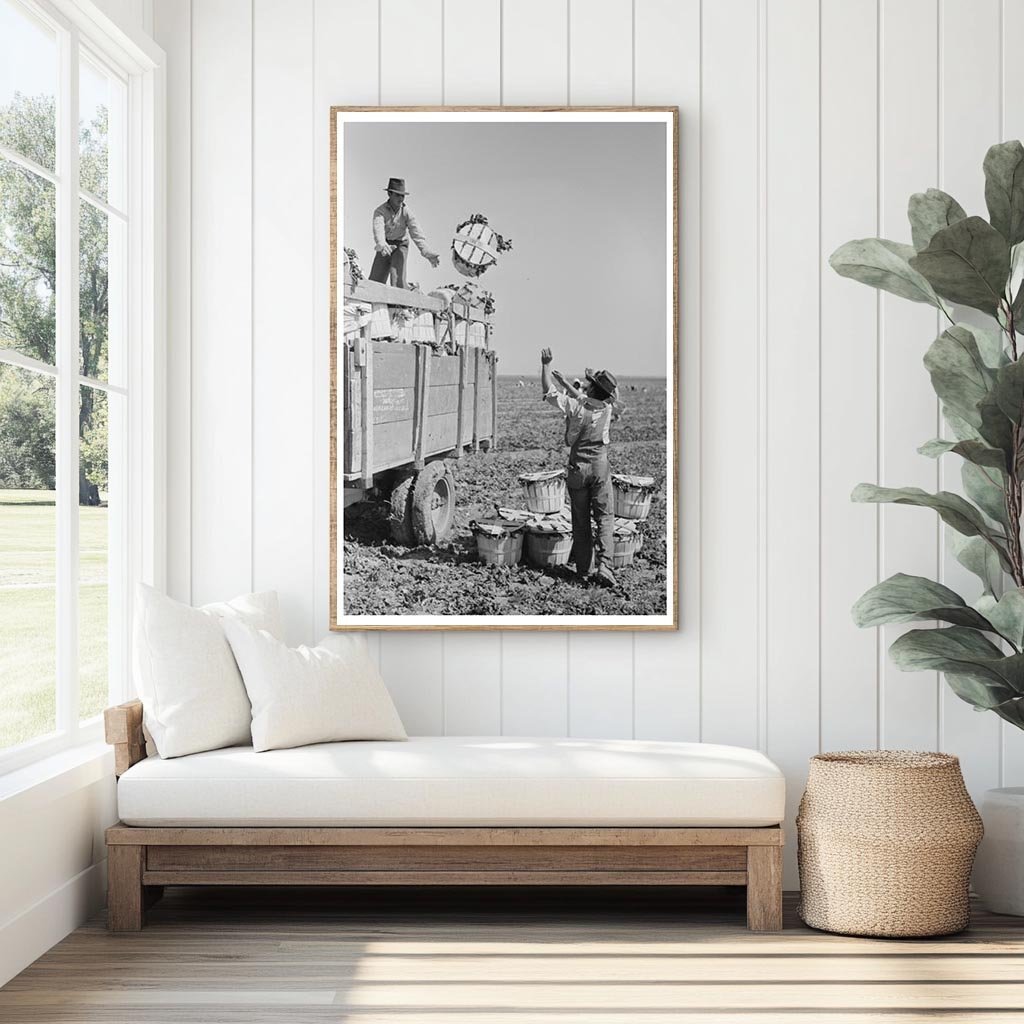 1939 Vintage Photo of Spinach Harvesting in La Pryor Texas - Available at KNOWOL