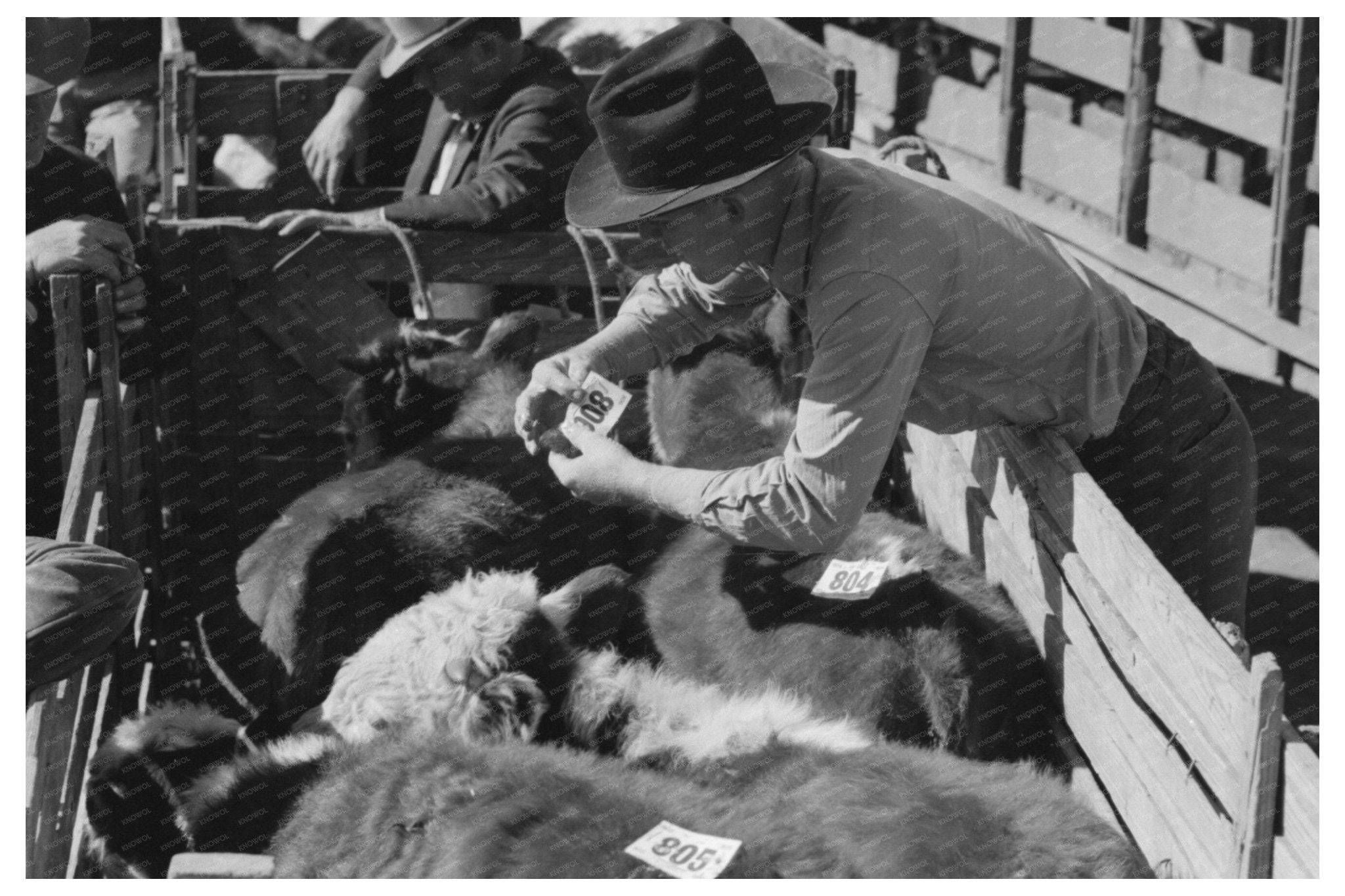 1939 Vintage Photo of Workers Tagging Steers in Texas - Available at KNOWOL