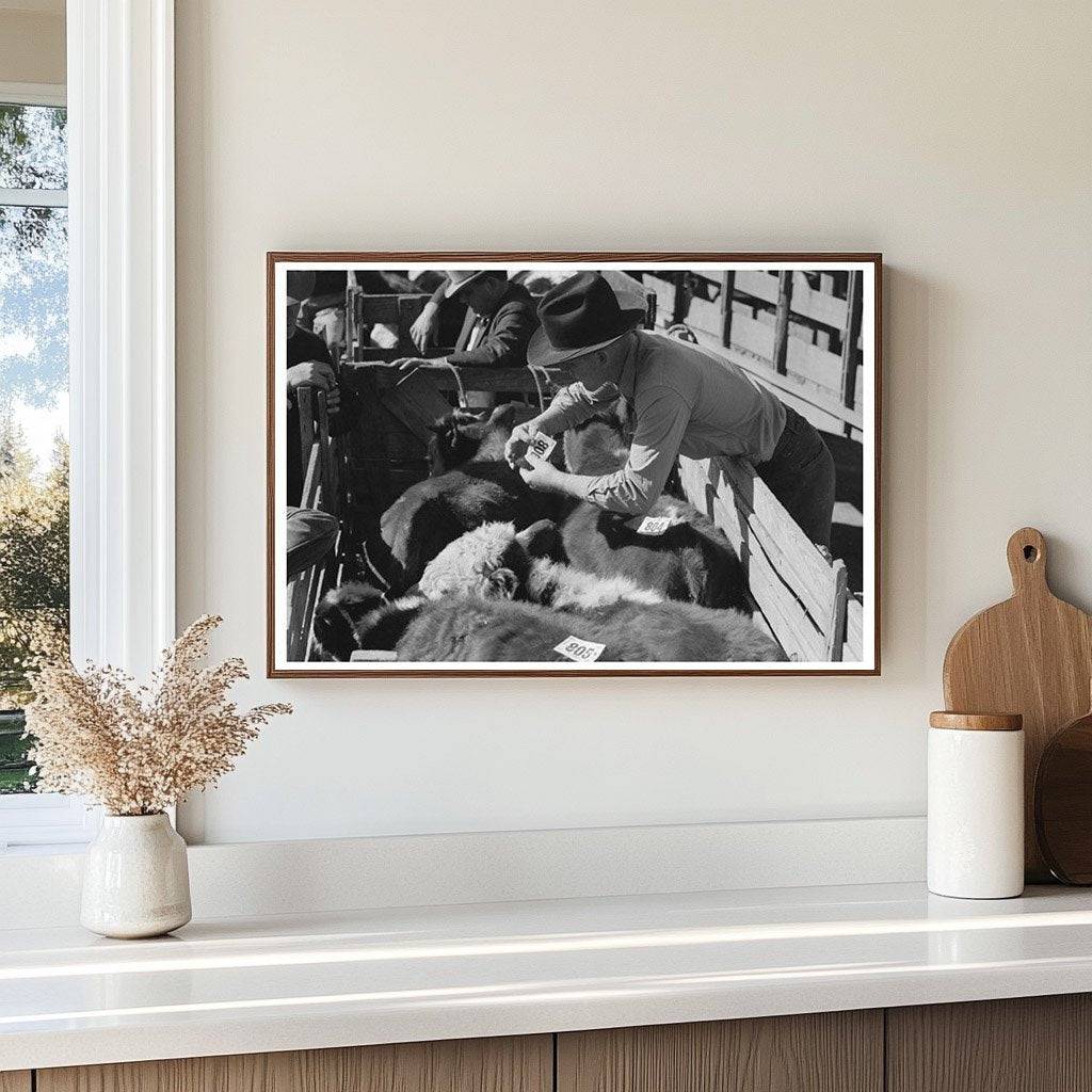 1939 Vintage Photo of Workers Tagging Steers in Texas - Available at KNOWOL