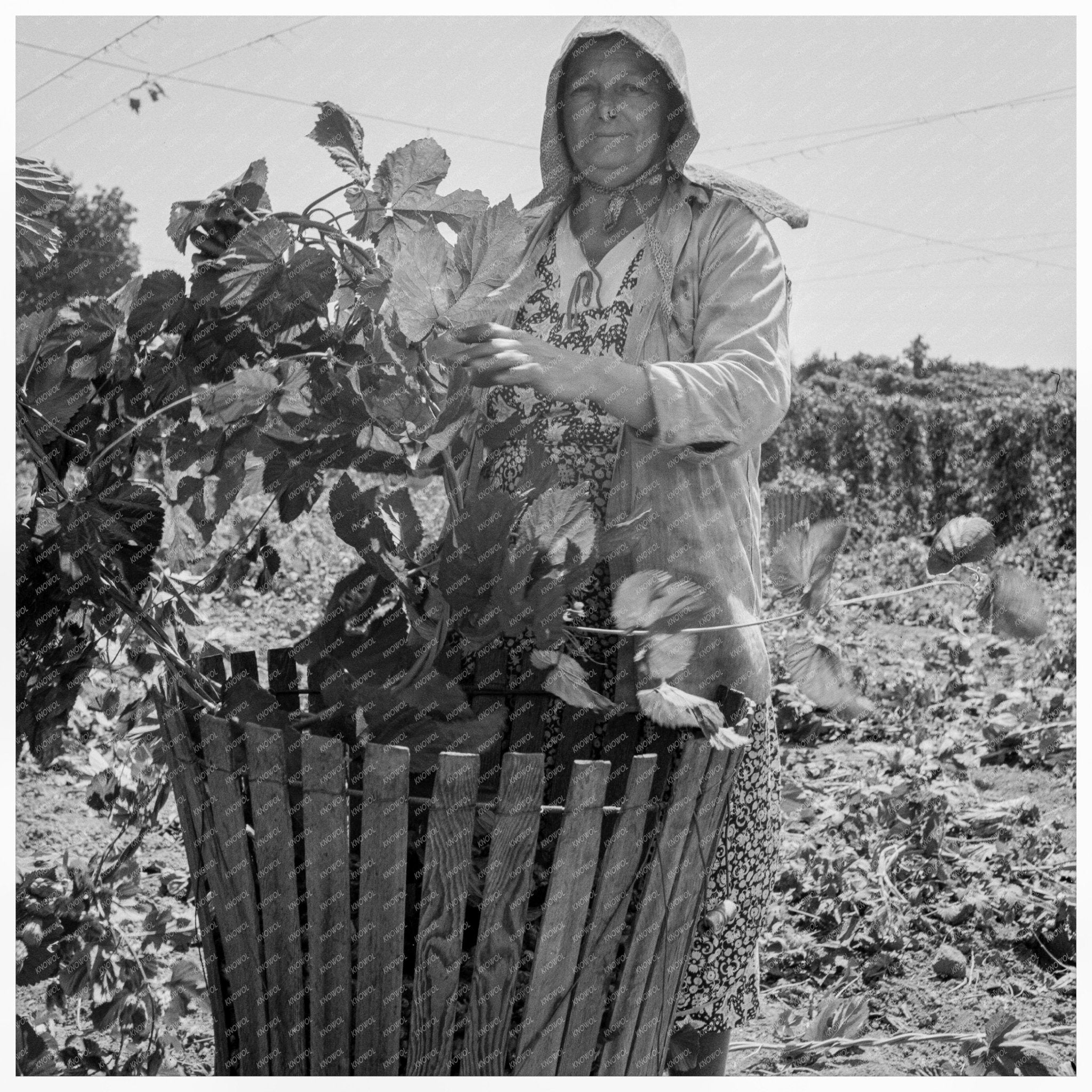 1939 Vintage Photograph of Migratory Field Workers in Oregon - Available at KNOWOL