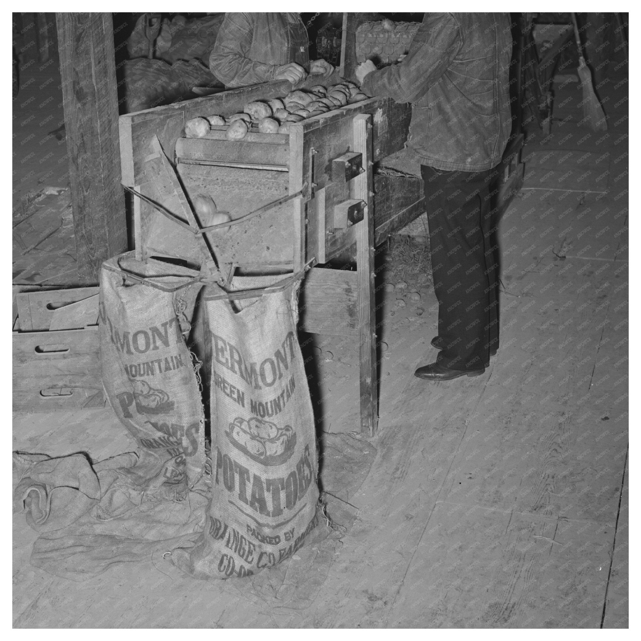 1939 Vintage Potato Grading in Bradford Vermont - Available at KNOWOL