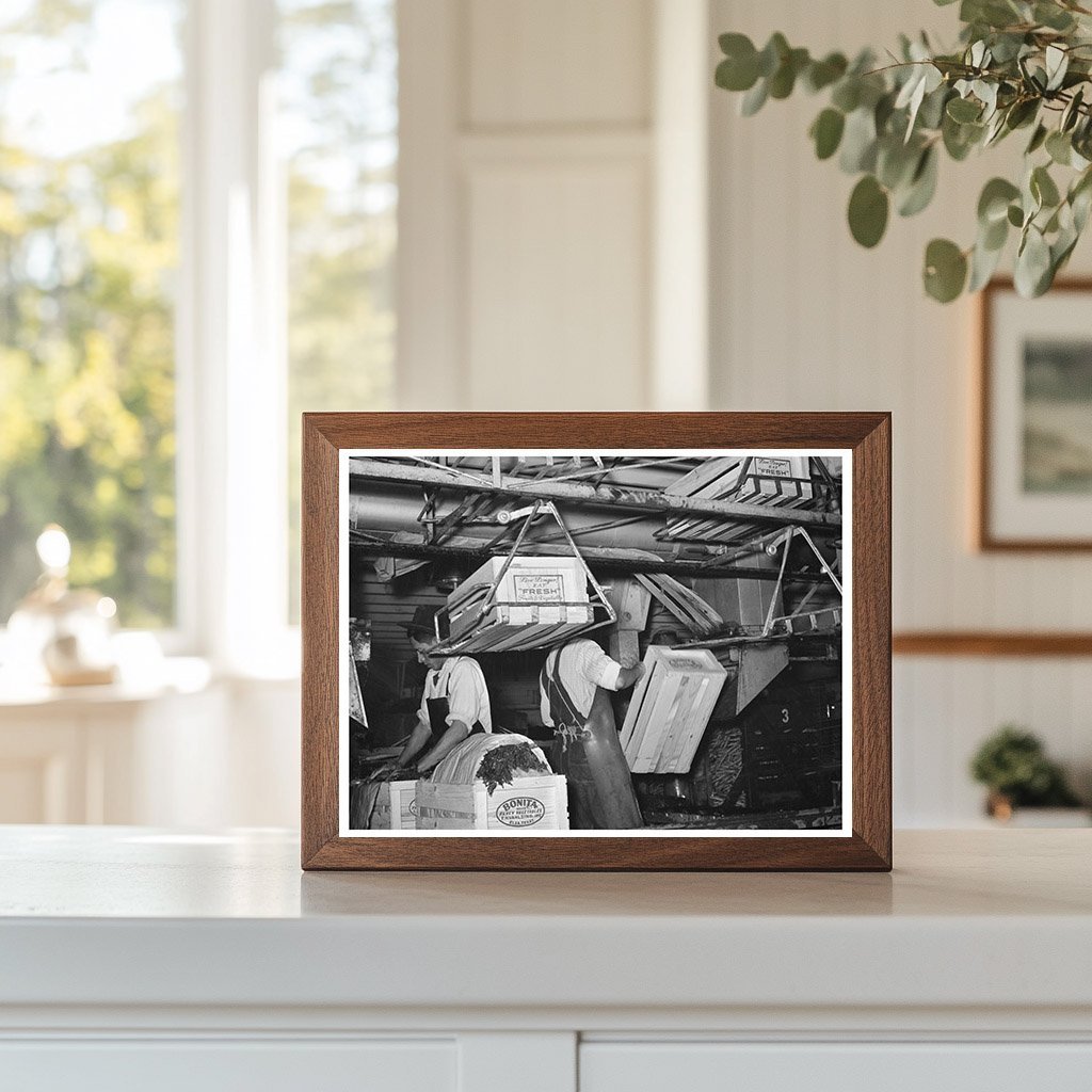1939 Workers Packing Carrots at Elsa Texas Vegetable Plant - Available at KNOWOL