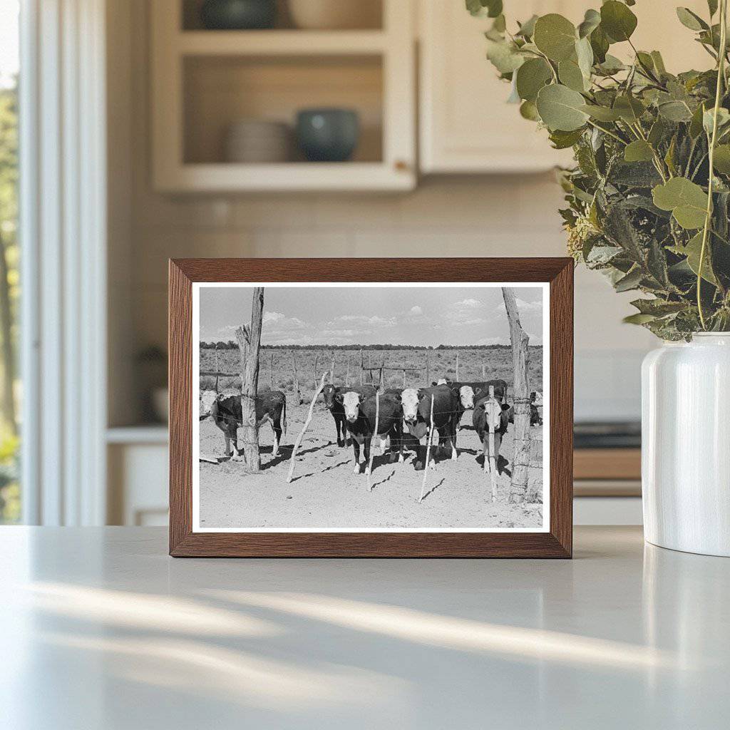 1940 Calves from George Huttons Beef Herd in Pie Town NM - Available at KNOWOL