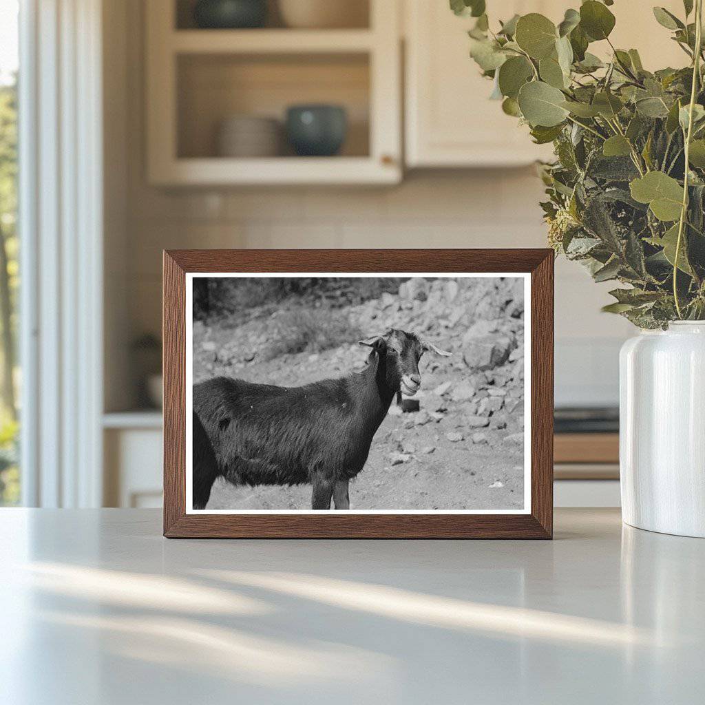 1940 Prospector with Milk Goat in Pinos Altos New Mexico - Available at KNOWOL