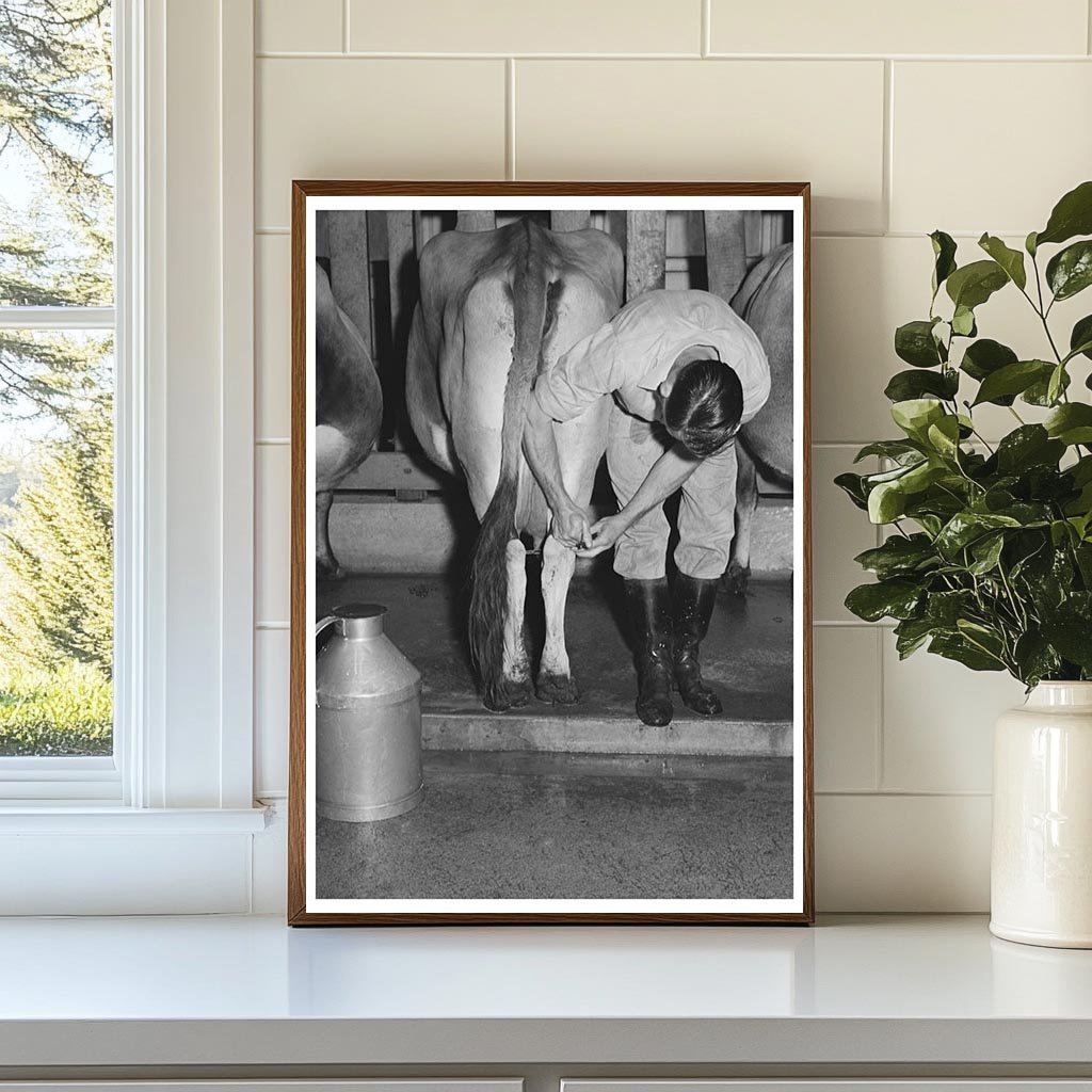 1940 Vintage Cow Milking at Mineral King Farm California - Available at KNOWOL