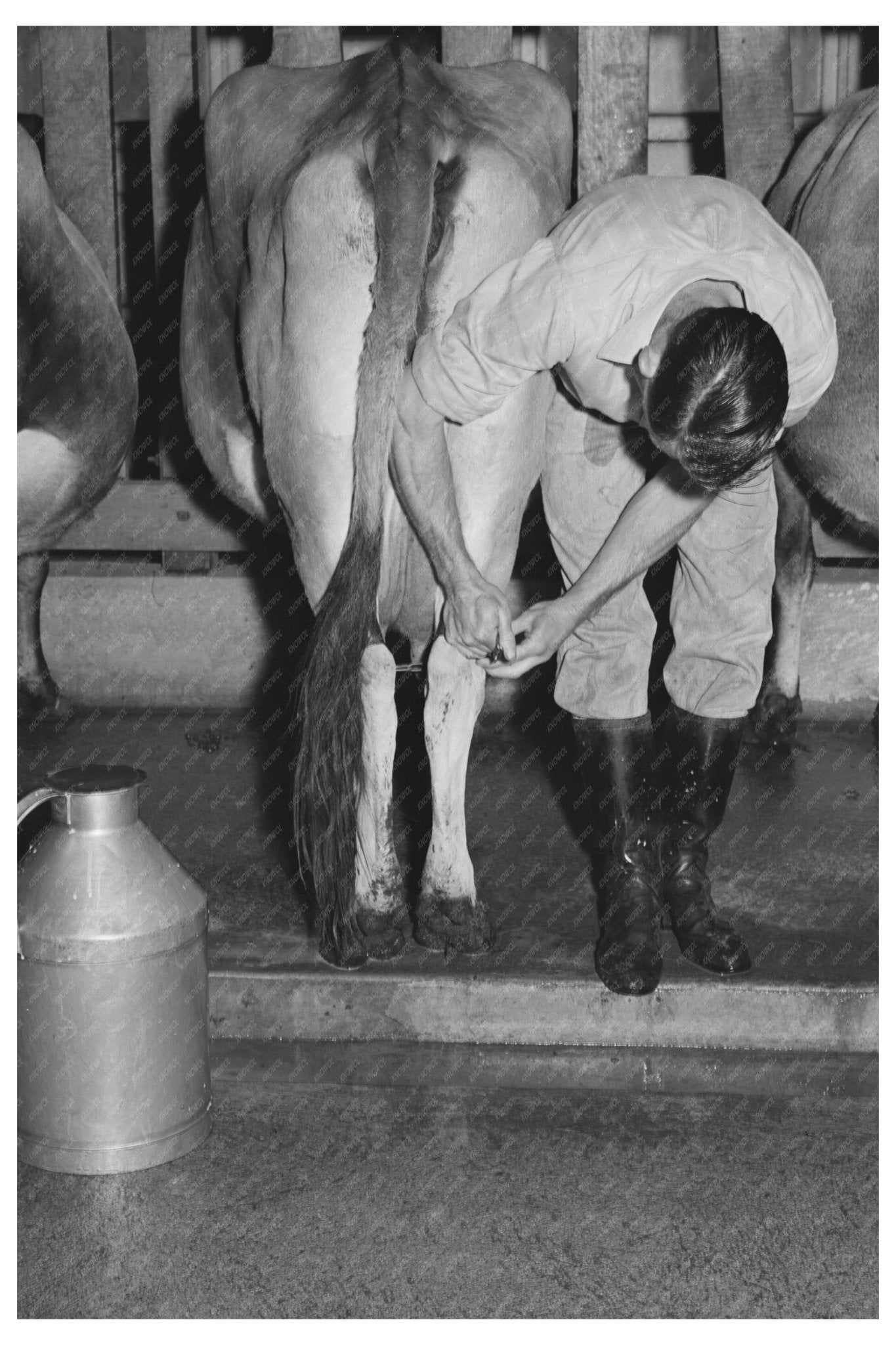 1940 Vintage Cow Milking at Mineral King Farm California - Available at KNOWOL