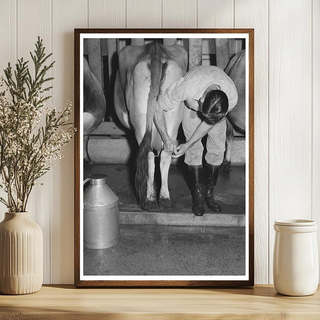 1940 Vintage Cow Milking at Mineral King Farm California - Available at KNOWOL