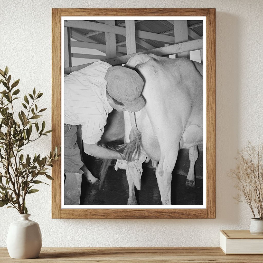 1940 Vintage Image of Farmer Preparing Cow for Milking - Available at KNOWOL