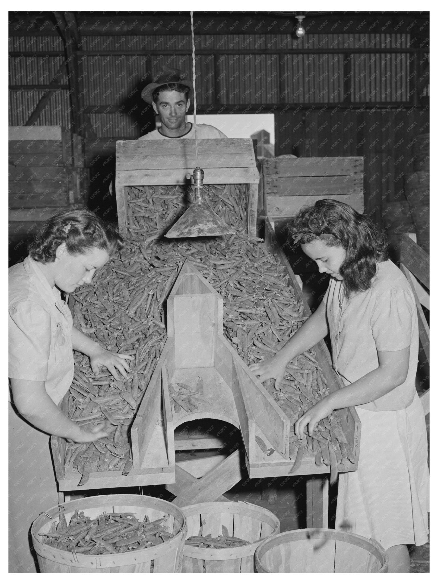 1941 Grading Peas in Canyon County Idaho FSA Collection - Available at KNOWOL
