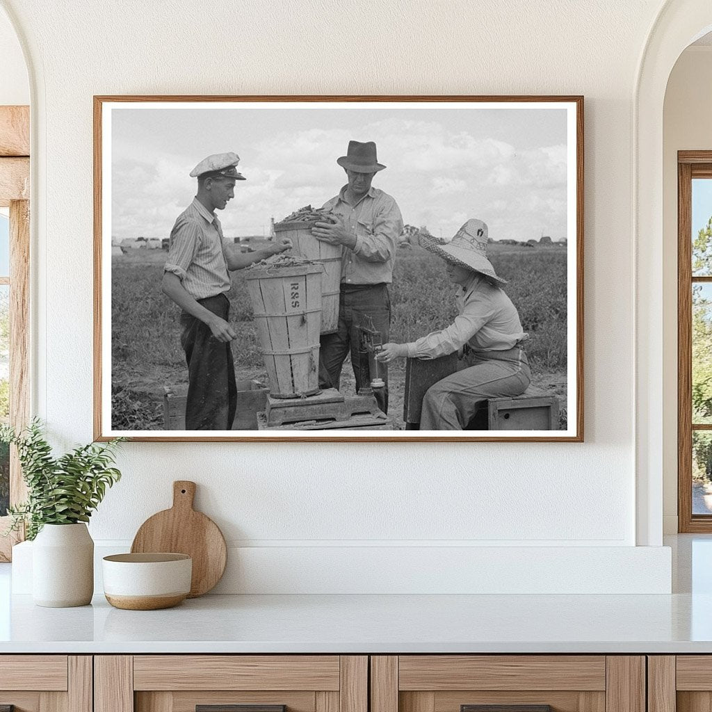 1941 Labor Contractors Weighing Peas in Nampa Idaho - Available at KNOWOL