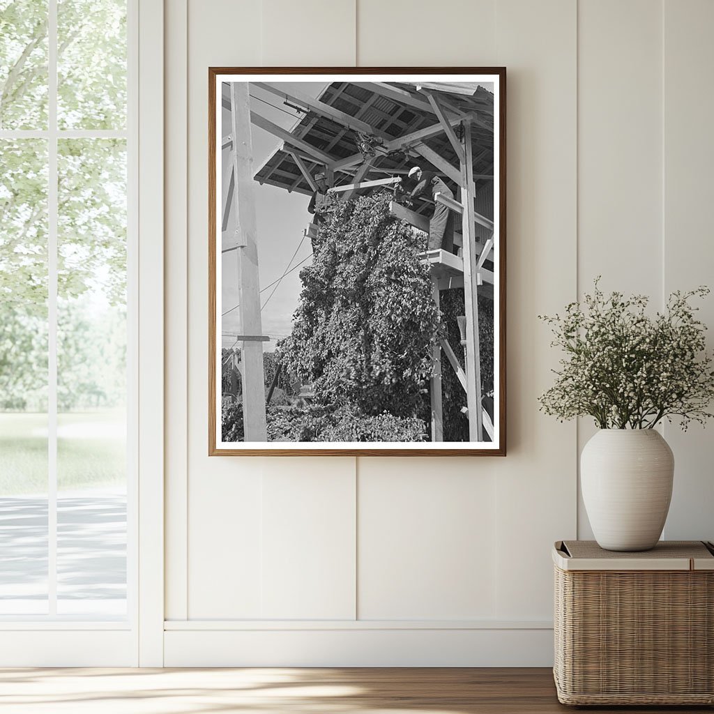 1941 Vintage Hop Vines Processing in Yakima County - Available at KNOWOL