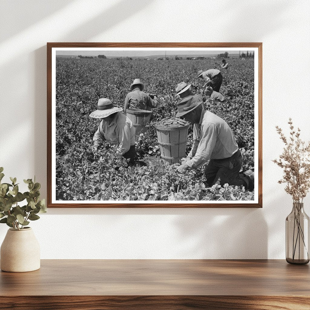 1941 Vintage Pea - Picking Camp Laborers in Nampa Idaho - Available at KNOWOL